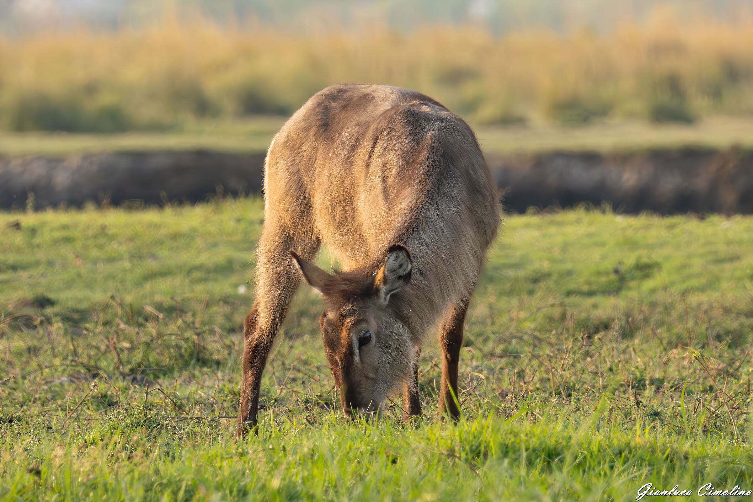 Cobo o Antilope D'Acqua