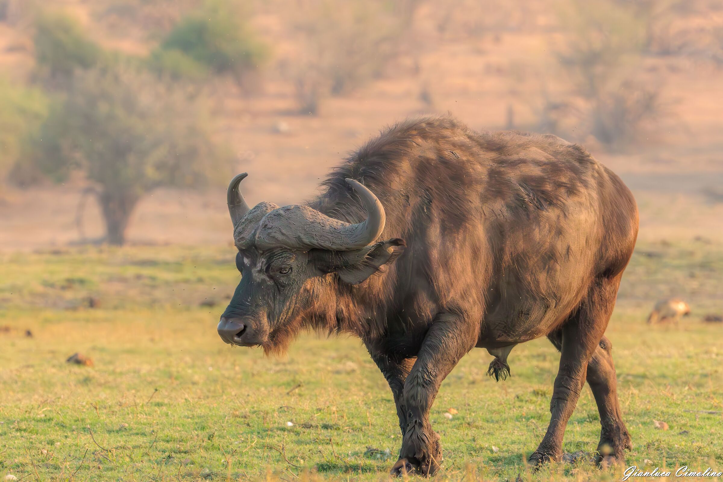 Bufalo Cafro