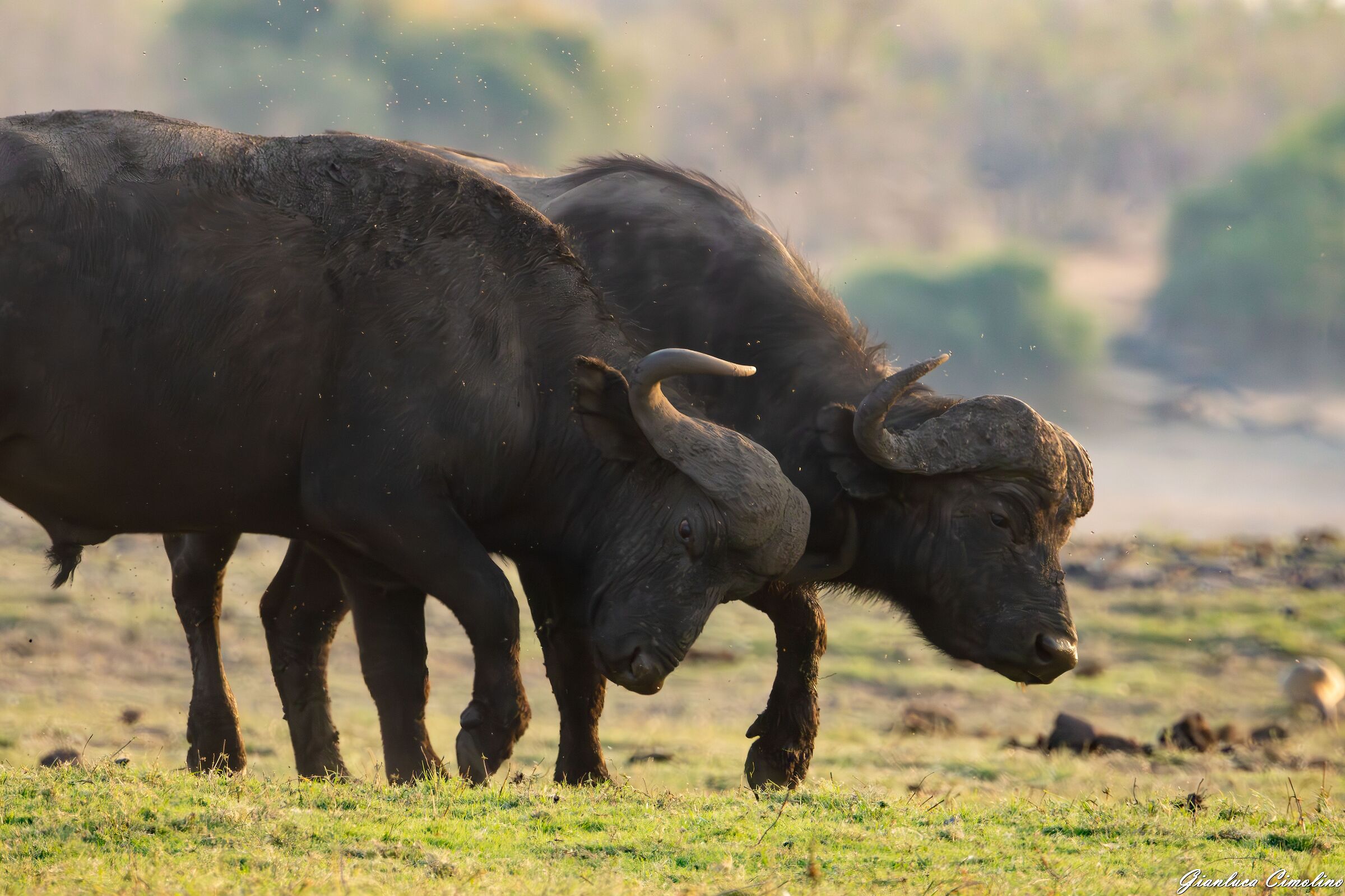 Bufalo Cafro