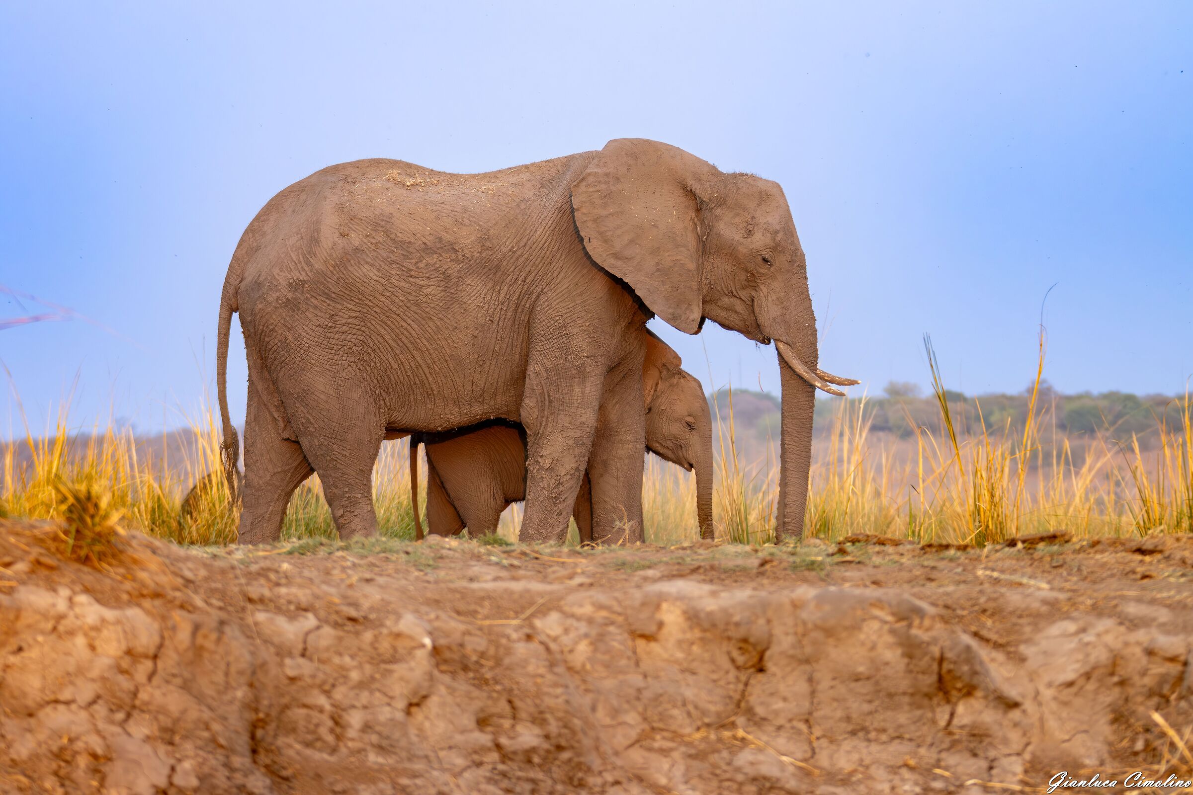 Elefante Africano