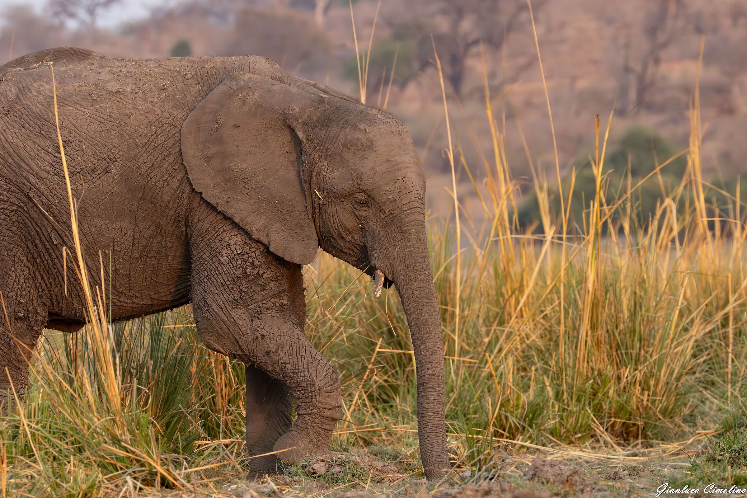 Giovane Elefante Africano
