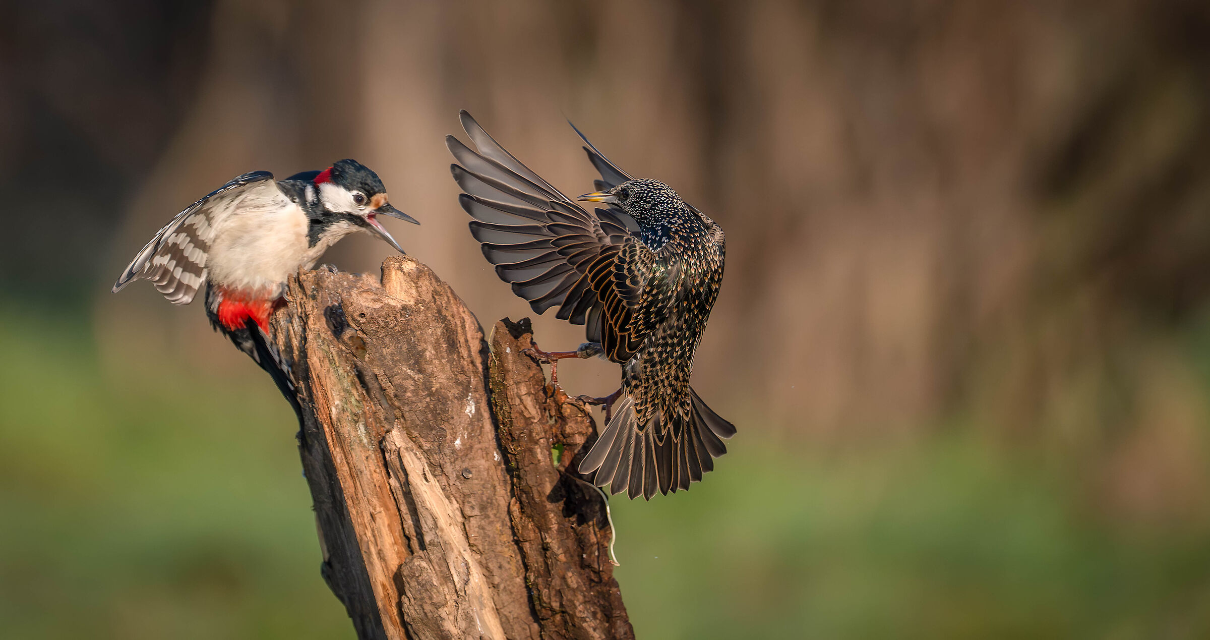 Woodpecker and starling