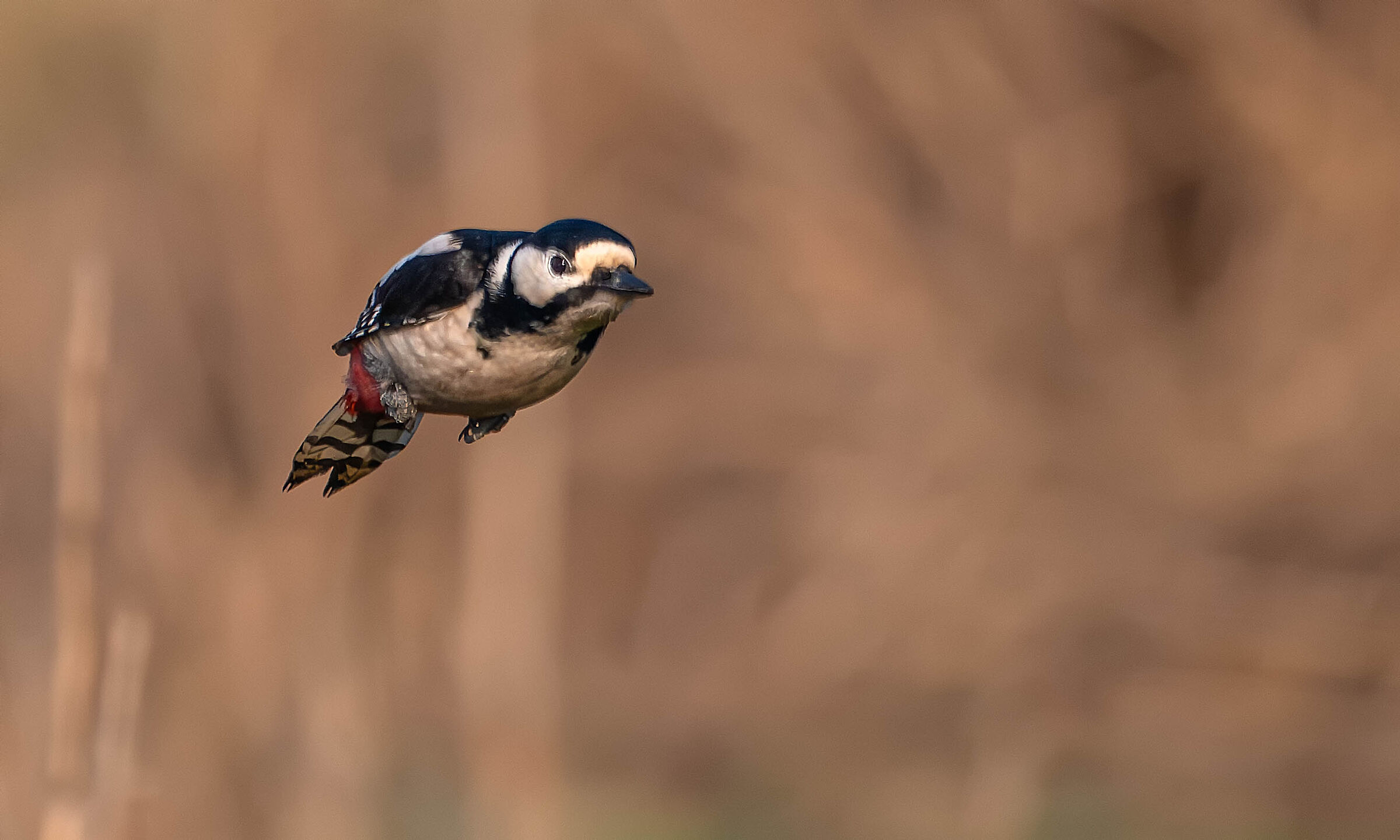Spotted woodpecker #capannocora
