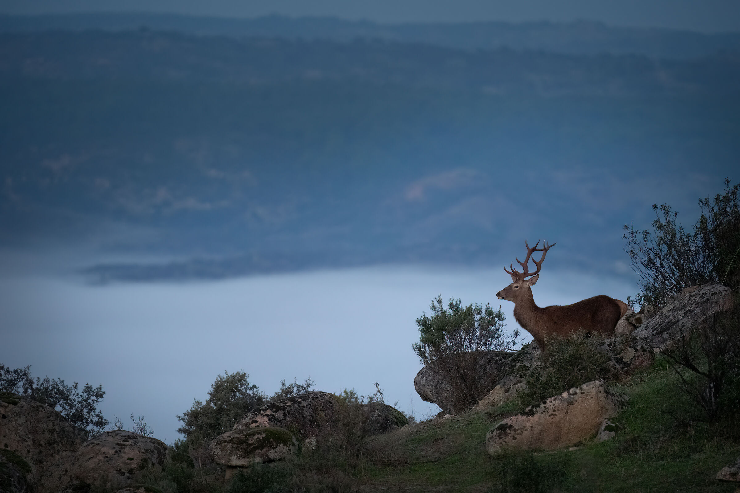 Iberian deer