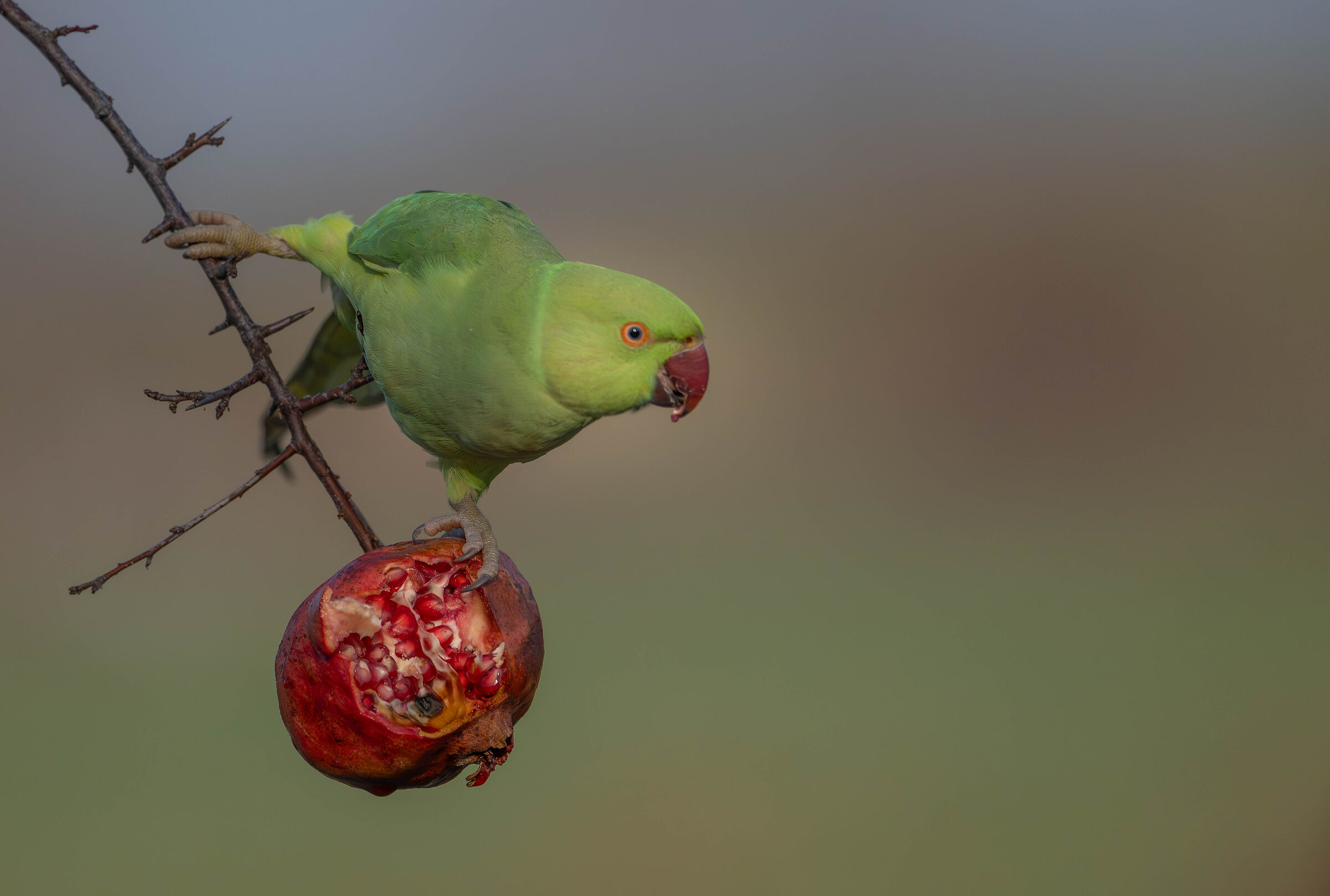 Parakeet