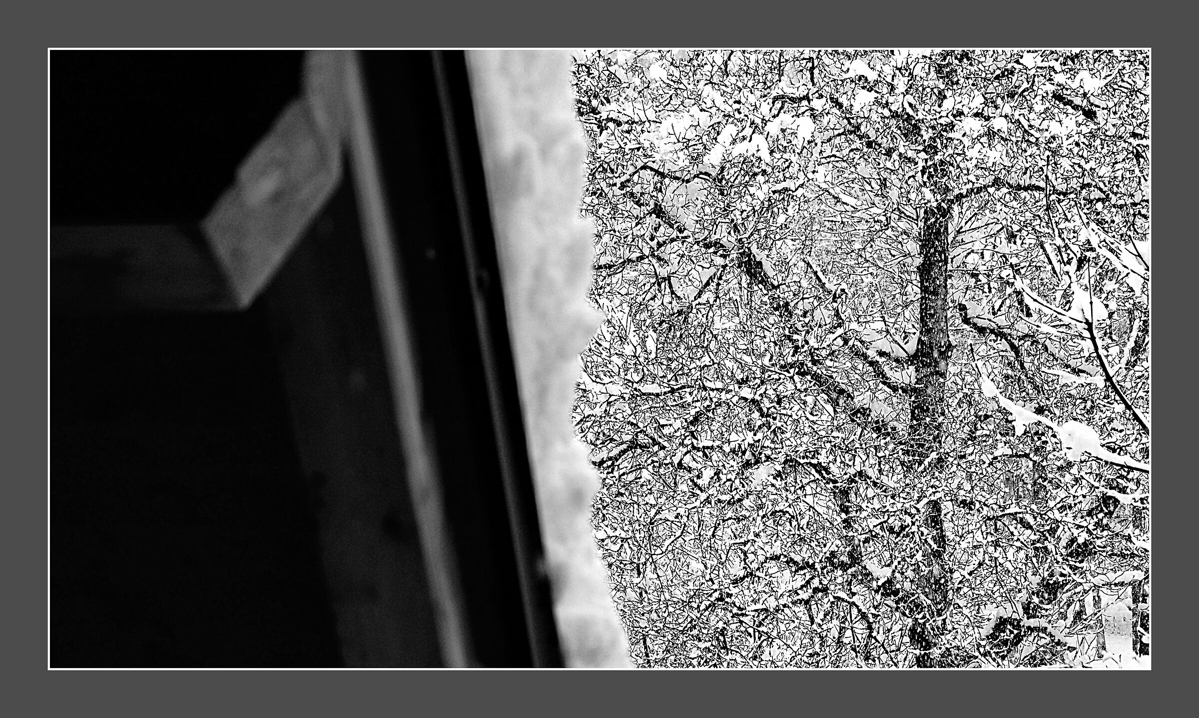 The Winter of the Old Walnut