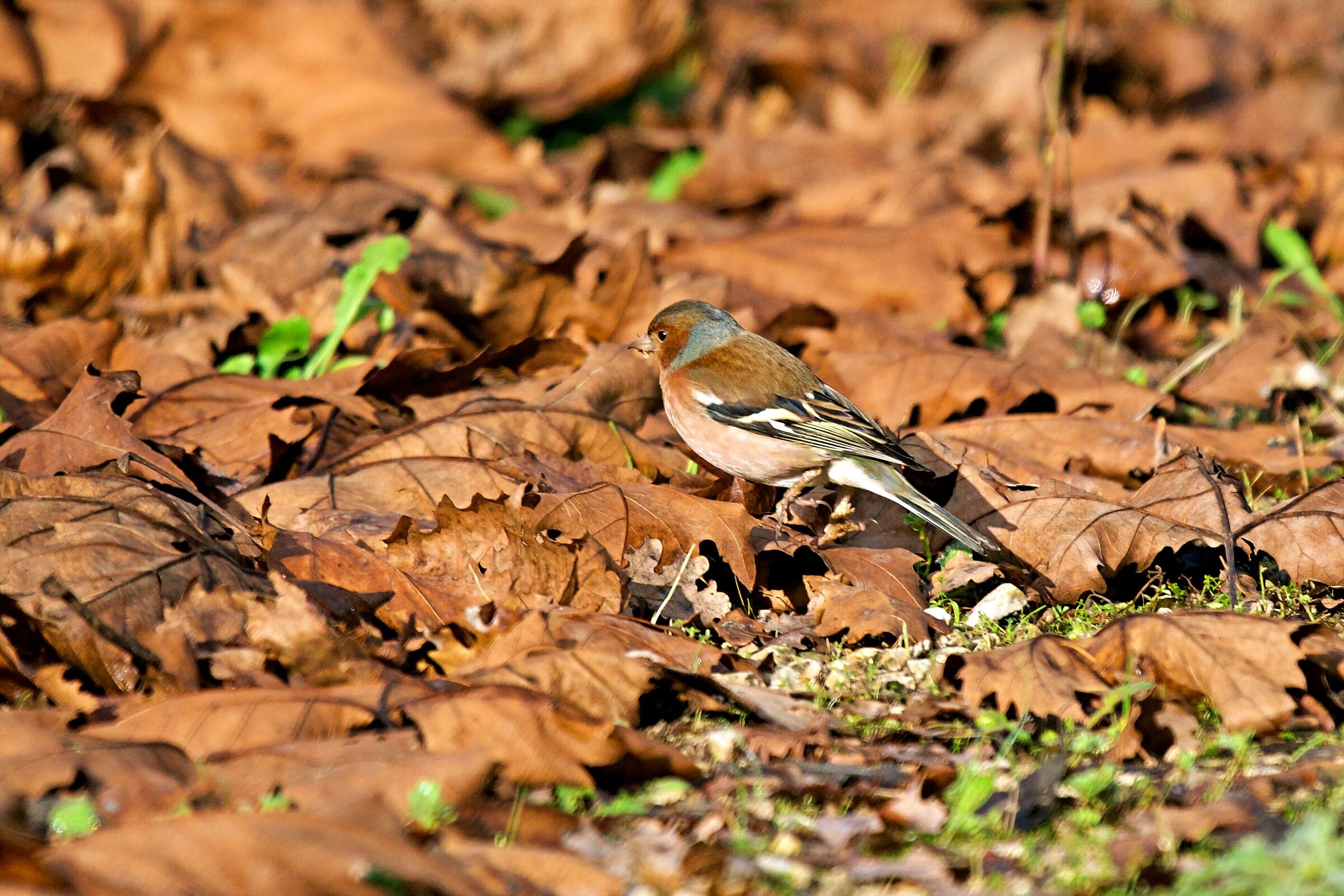 Finch