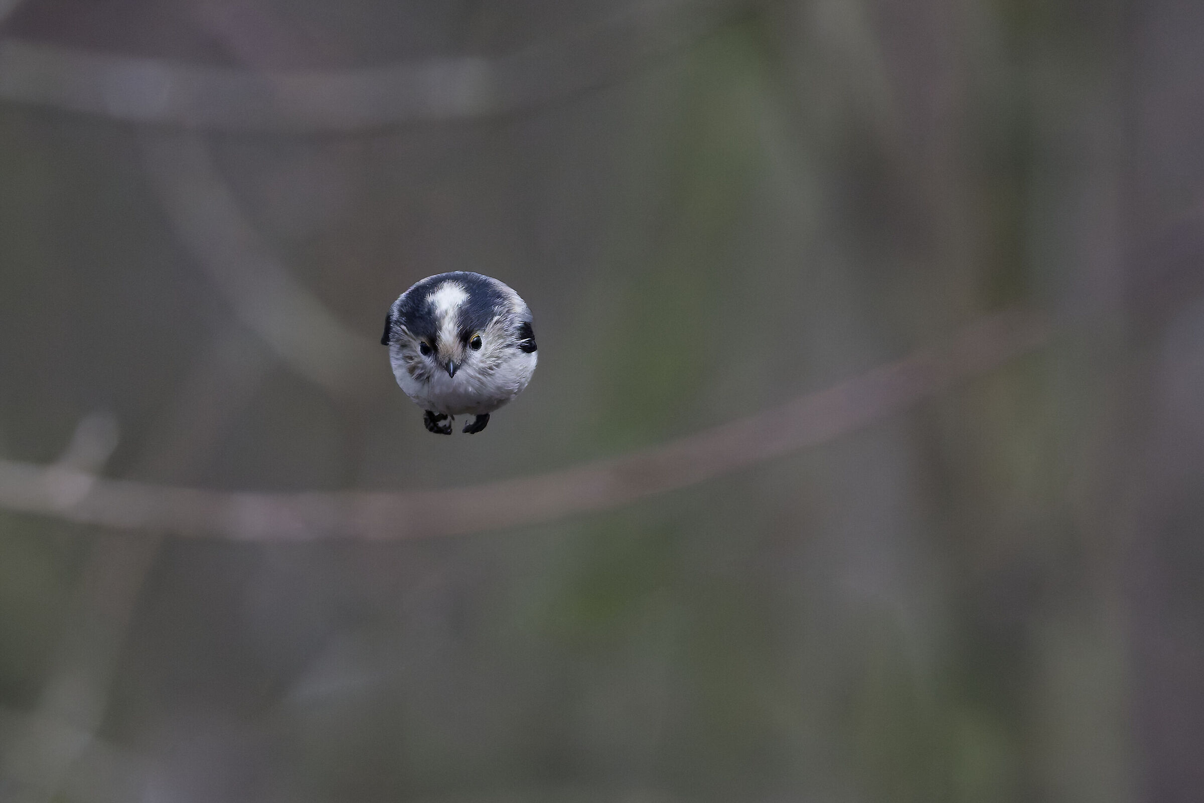 A Ball in the Fog (Long-tailed)