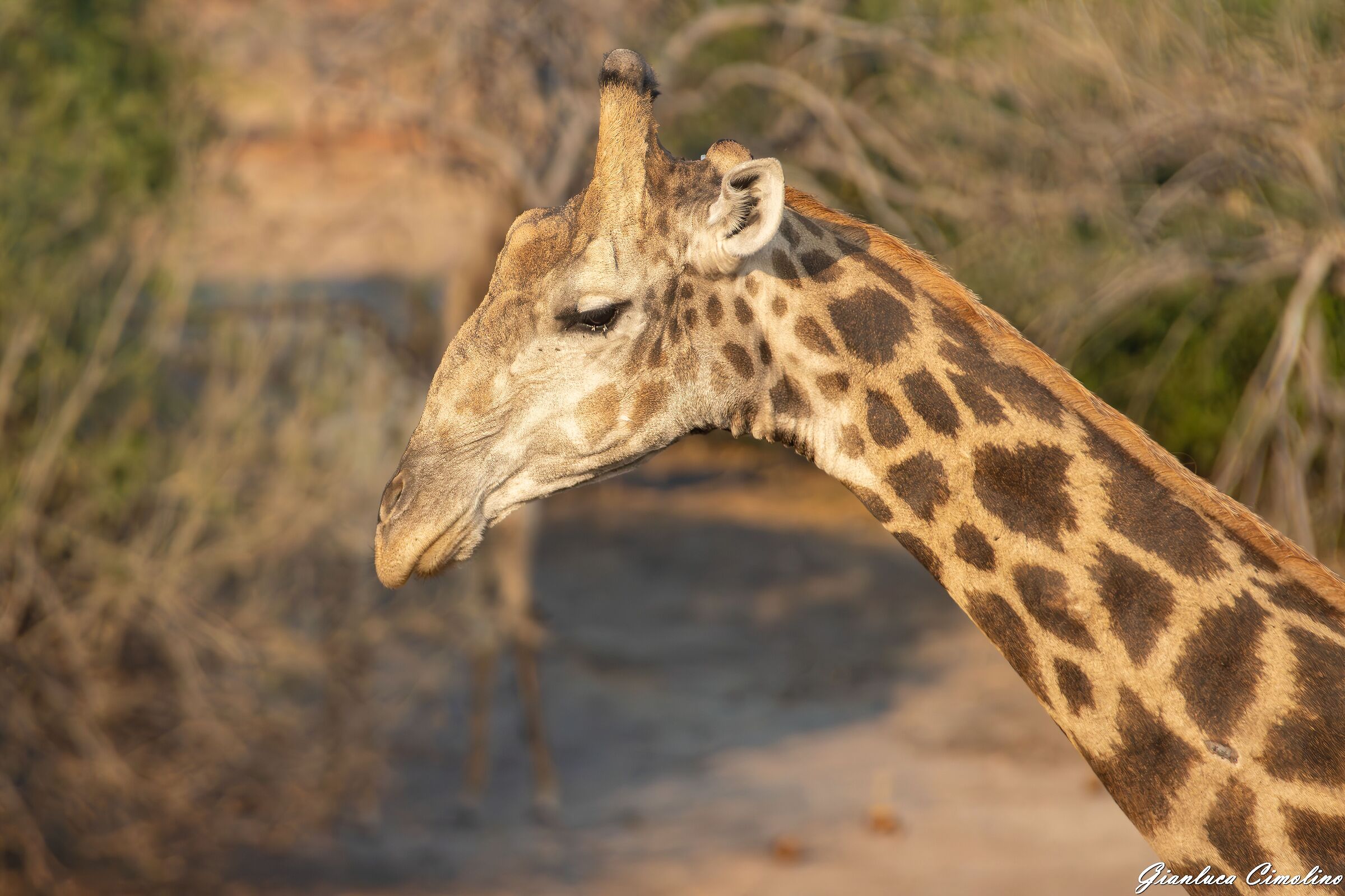 Giraffa dell'Angola