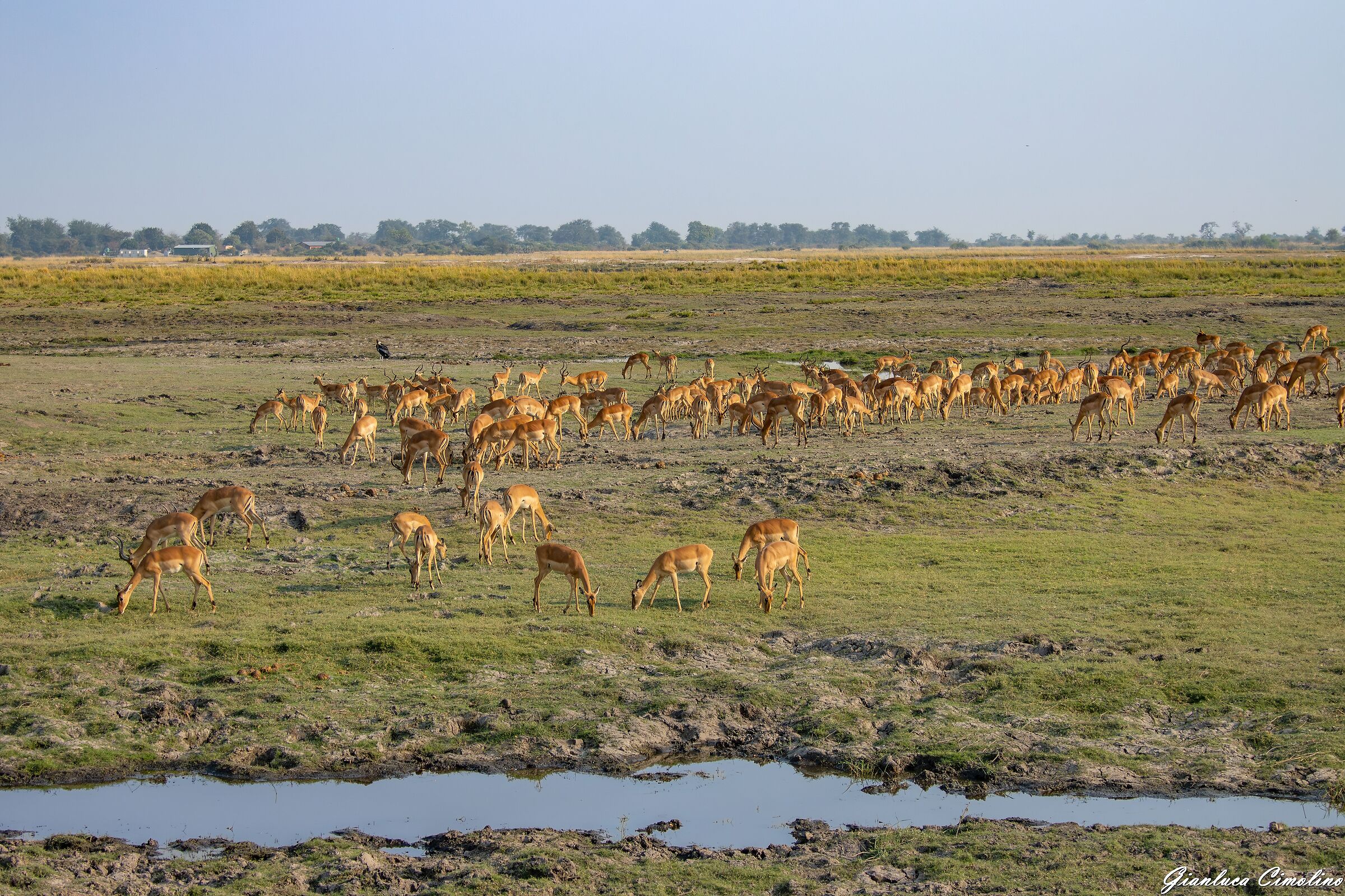 Mandria di Impala