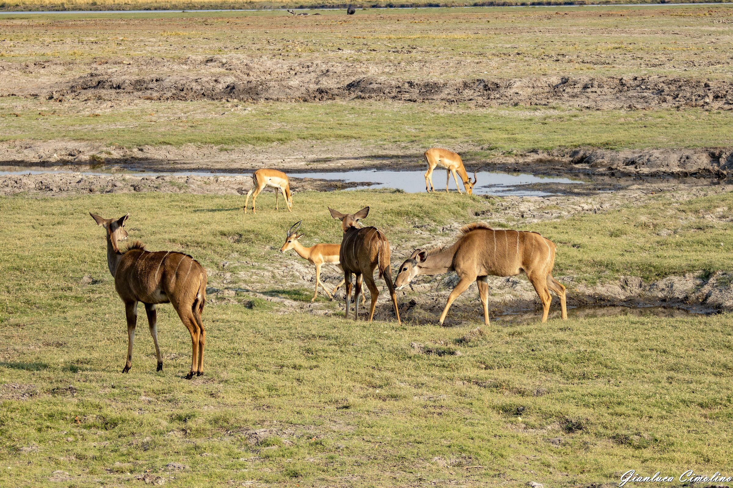 Kudù (femmina) e Impala