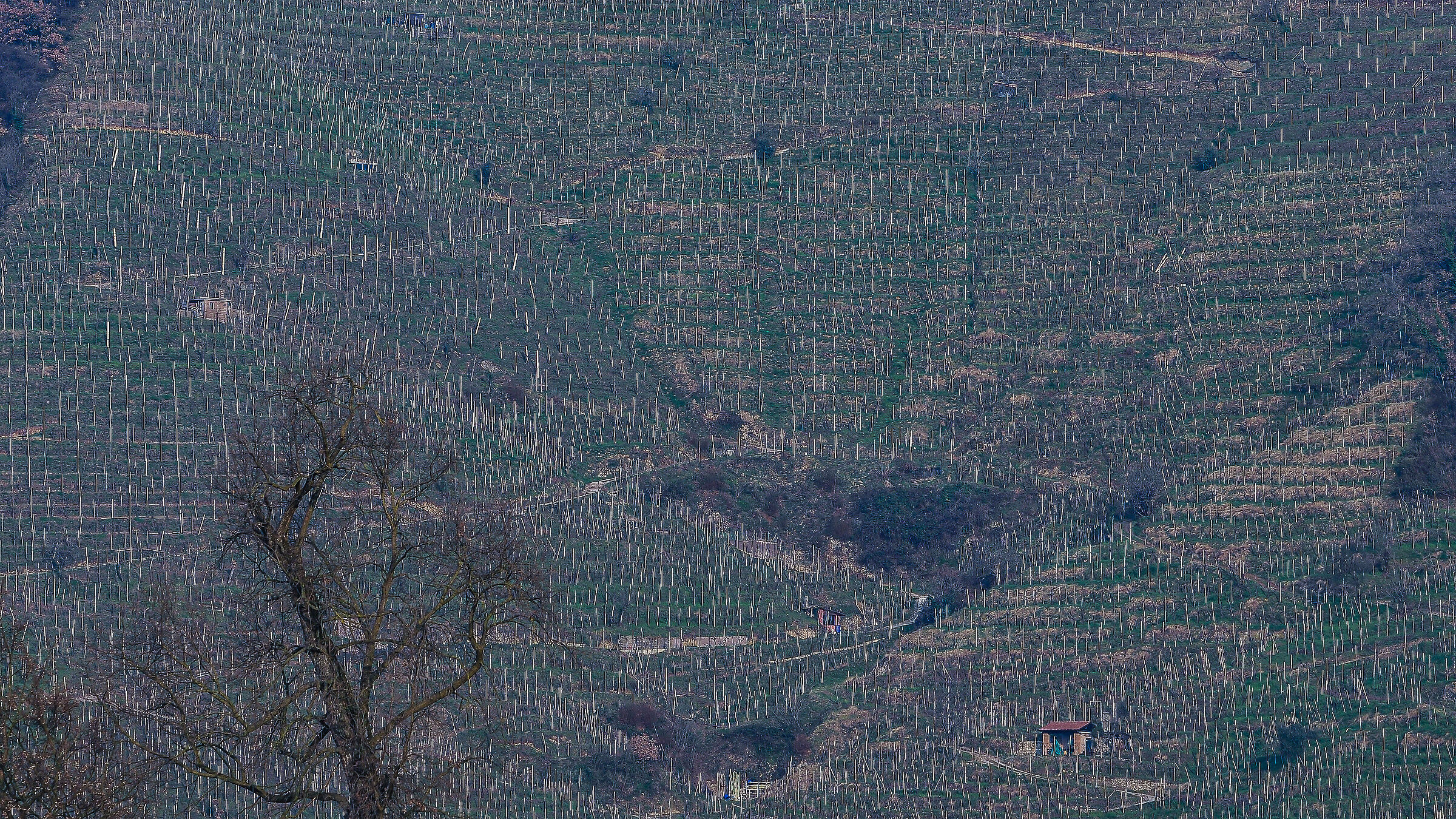 Winter in that of Prosecco DOCG