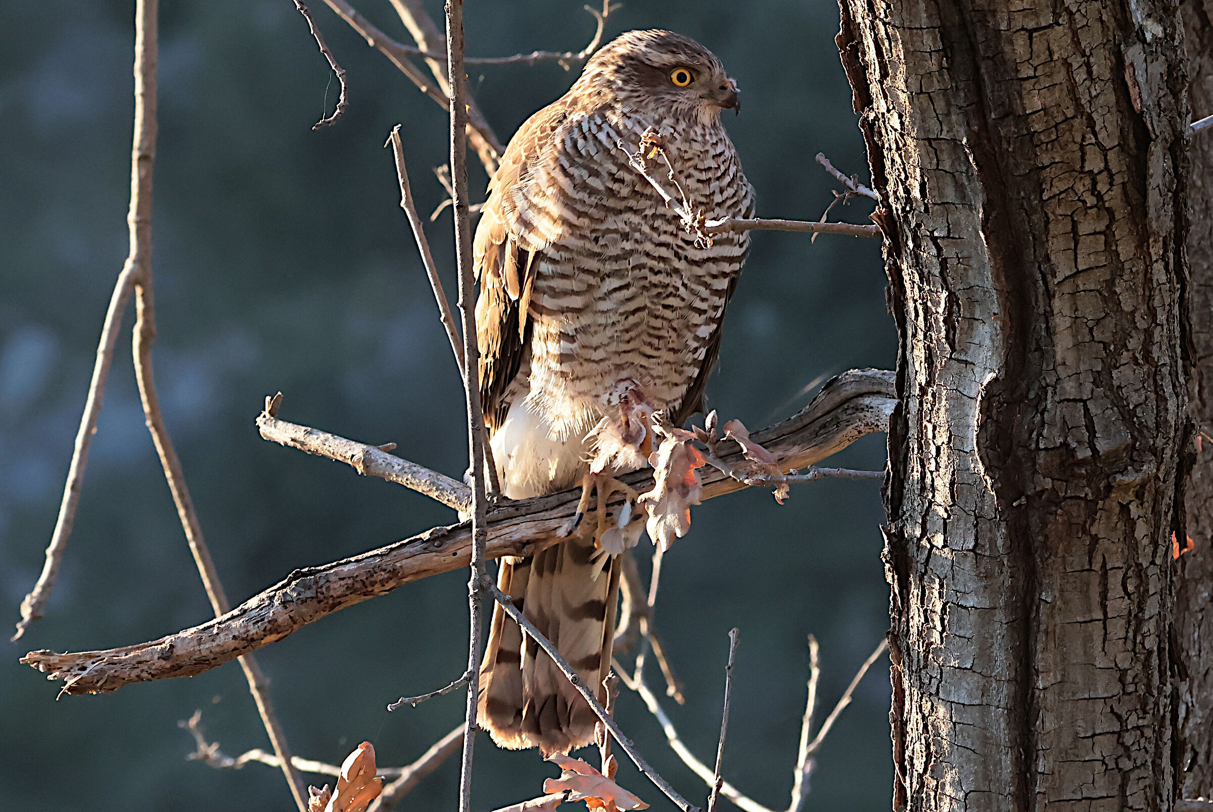 Sparrowhawk