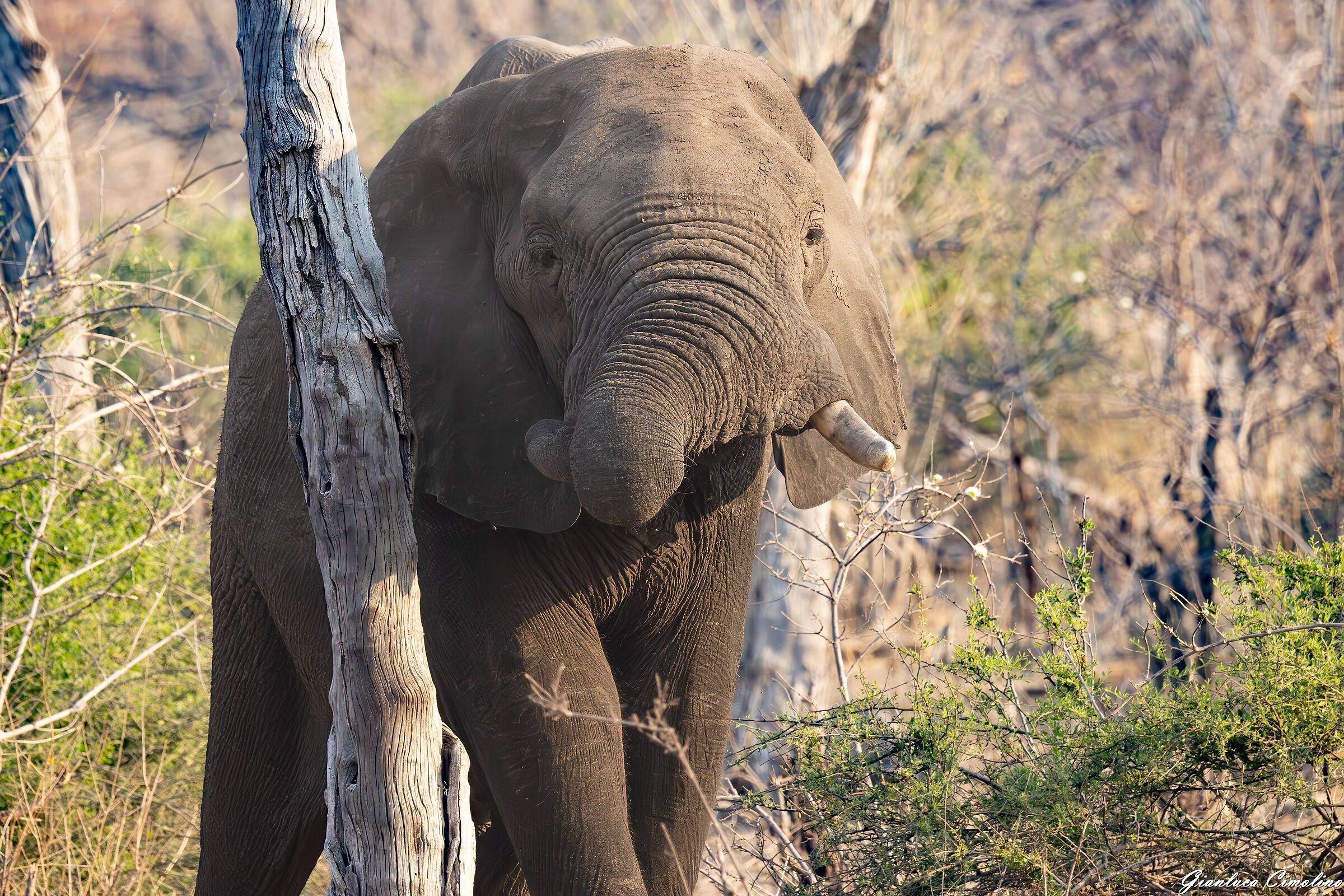 Elefante Africano