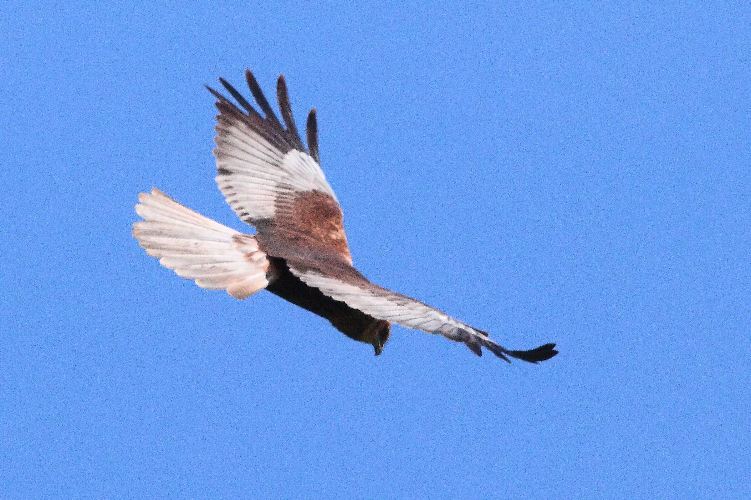 Falco di palude maschio