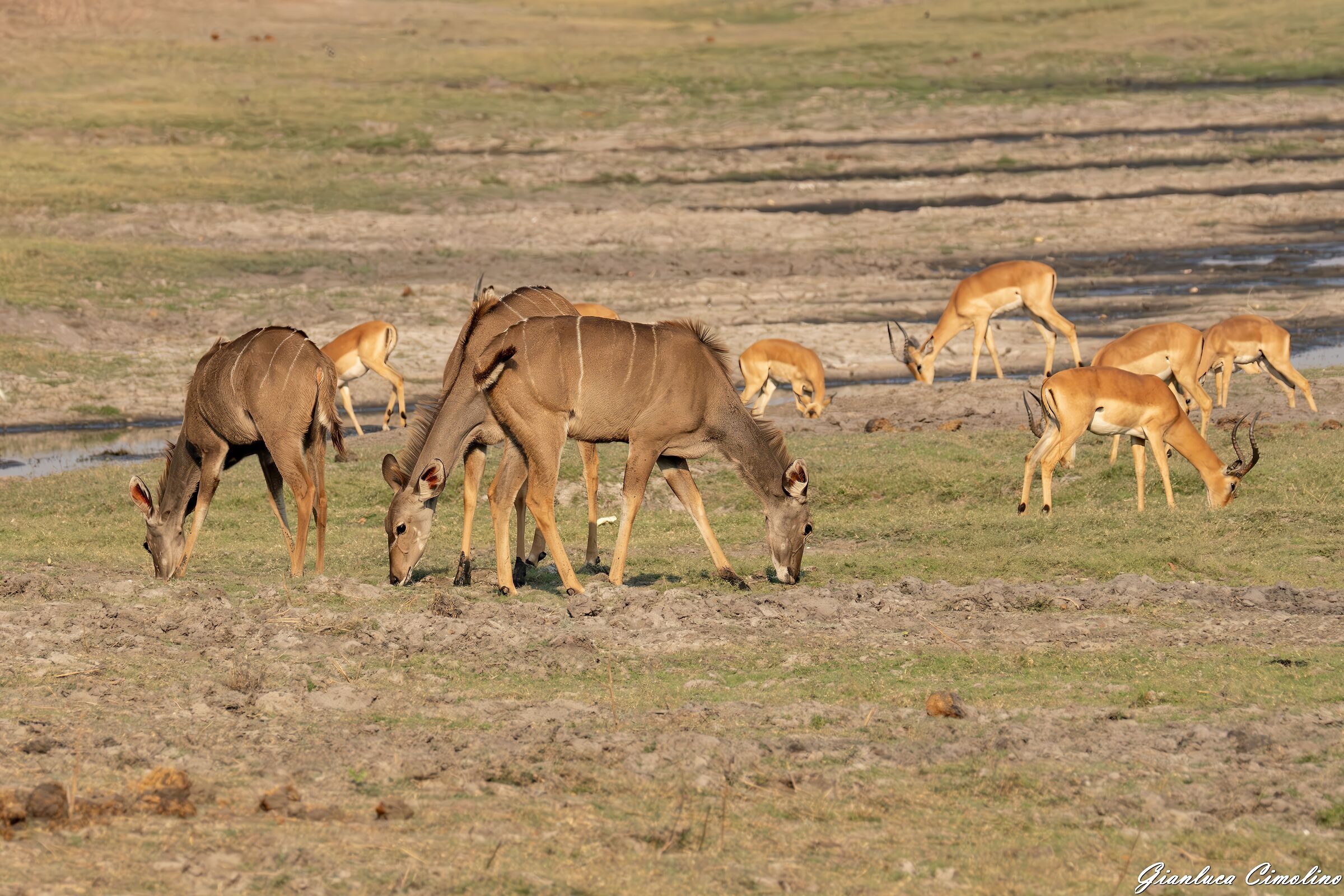 Kudù e Impala