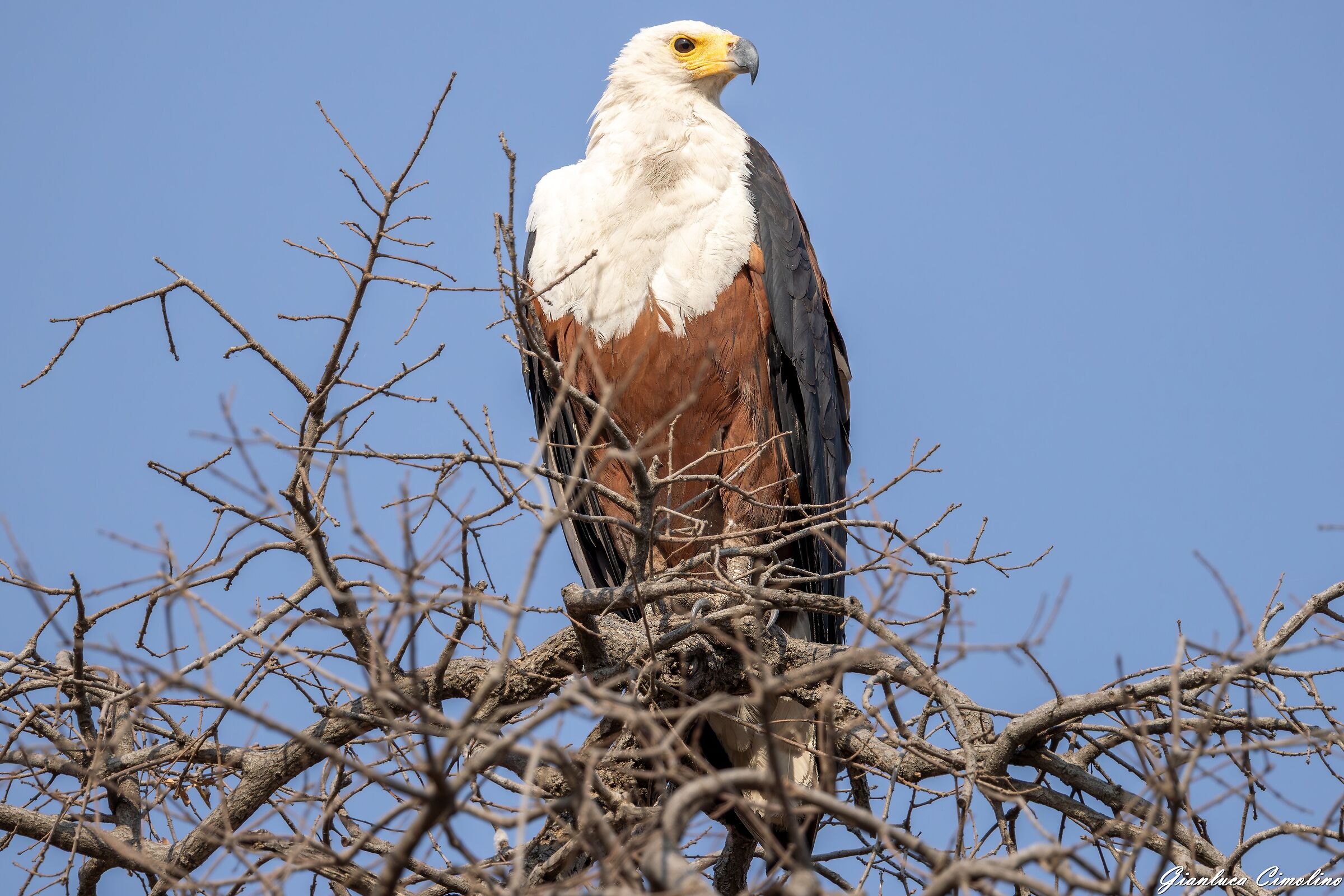 Aquila Urlatrice Africana