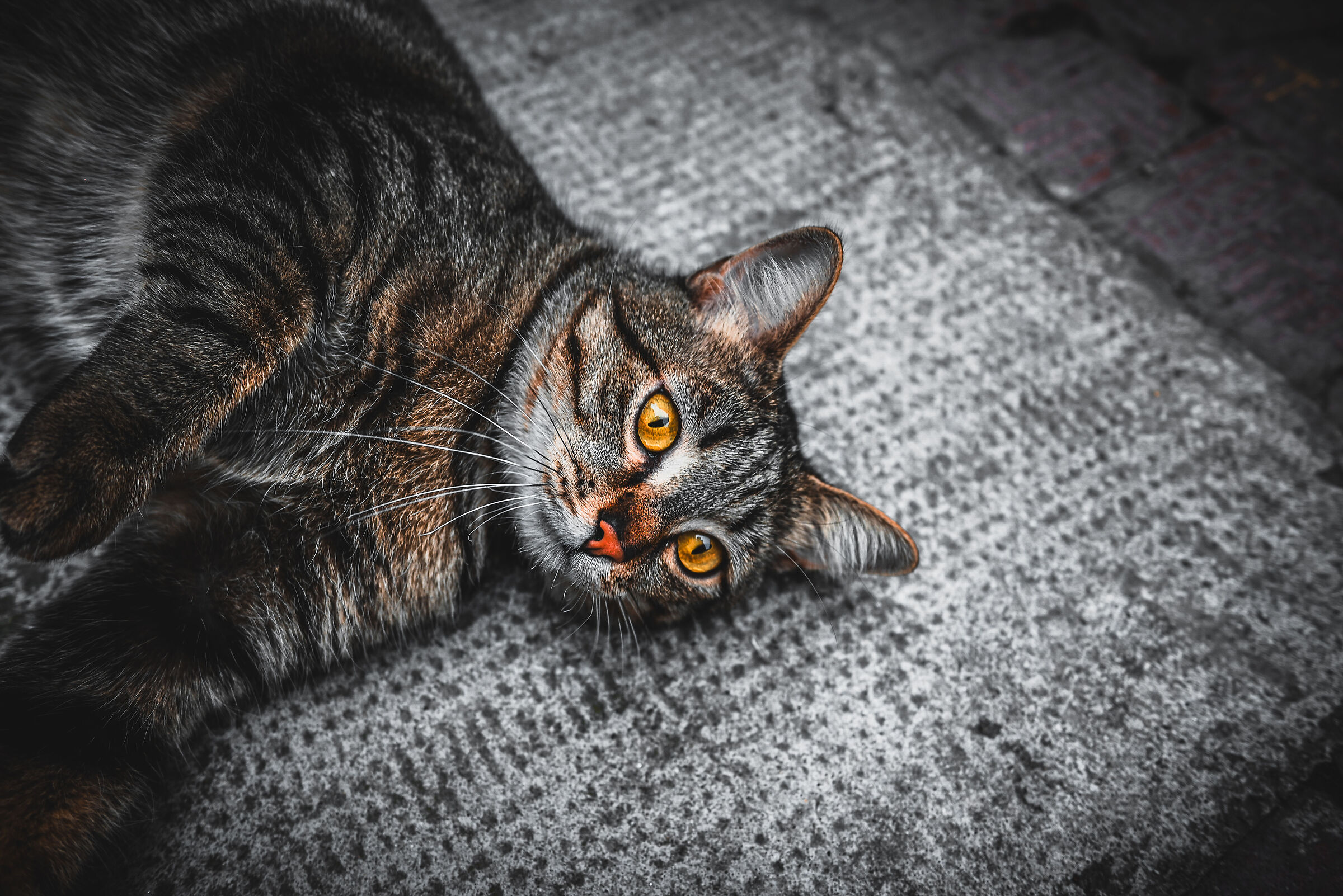 "Cat's Eyes"