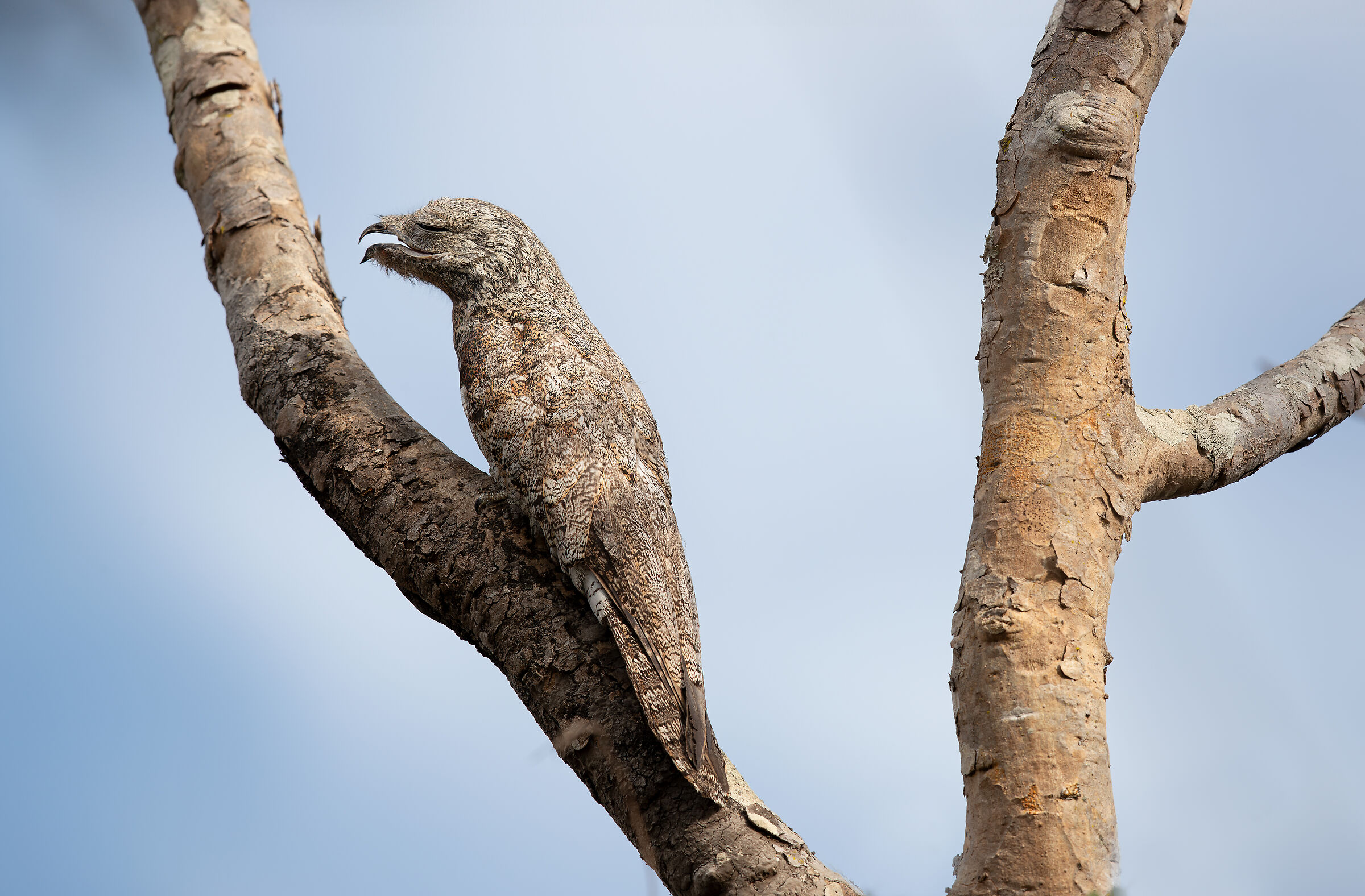 L'arma vincente del Nittibio (Potoo)