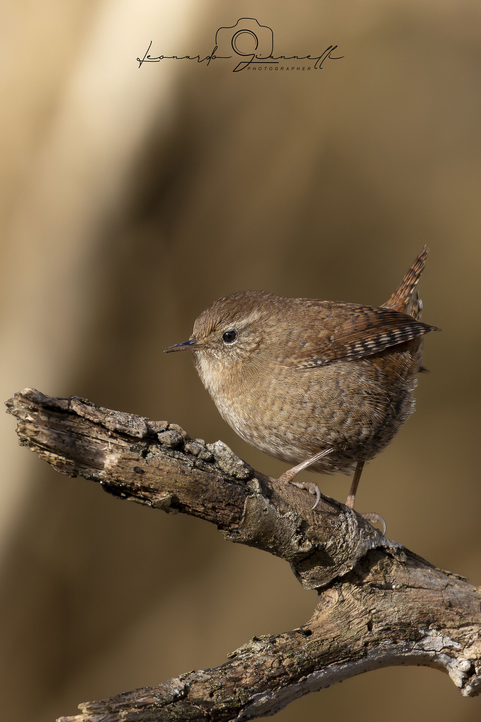 Common Wren (Troglodytes troglodytes)