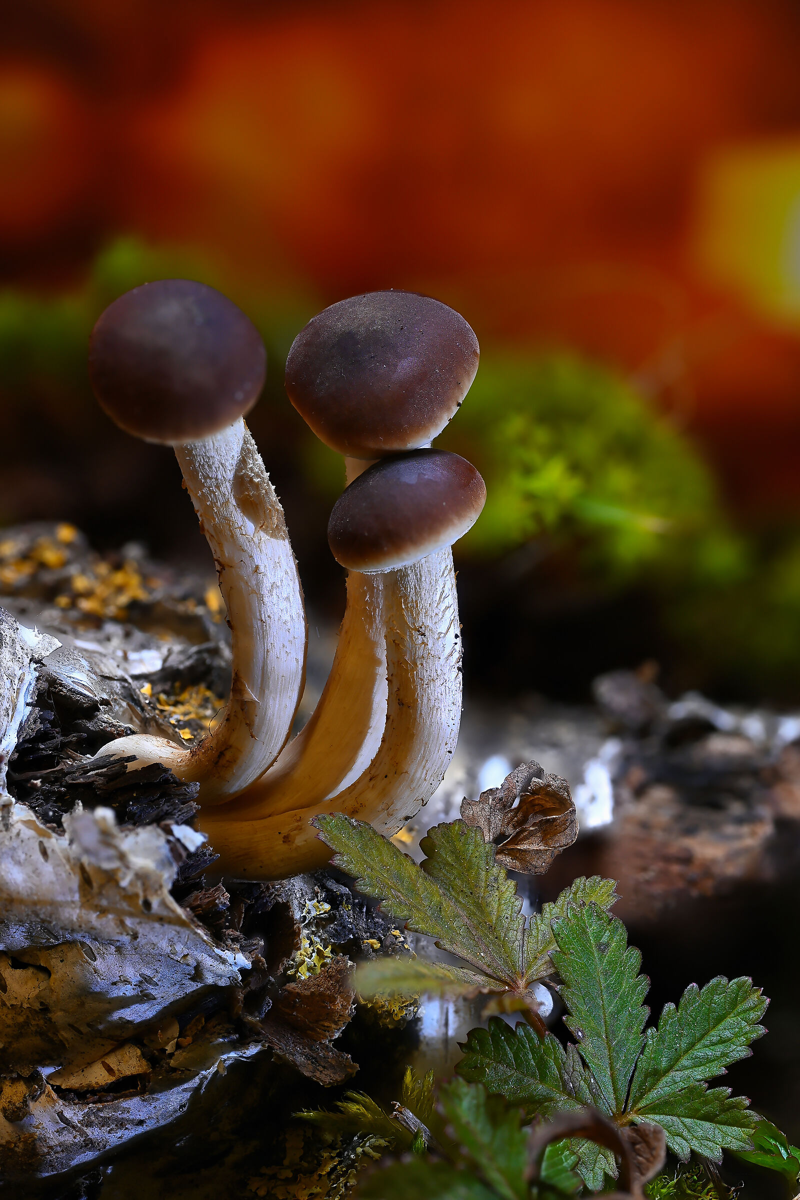 Trittico di funghi nel bosco