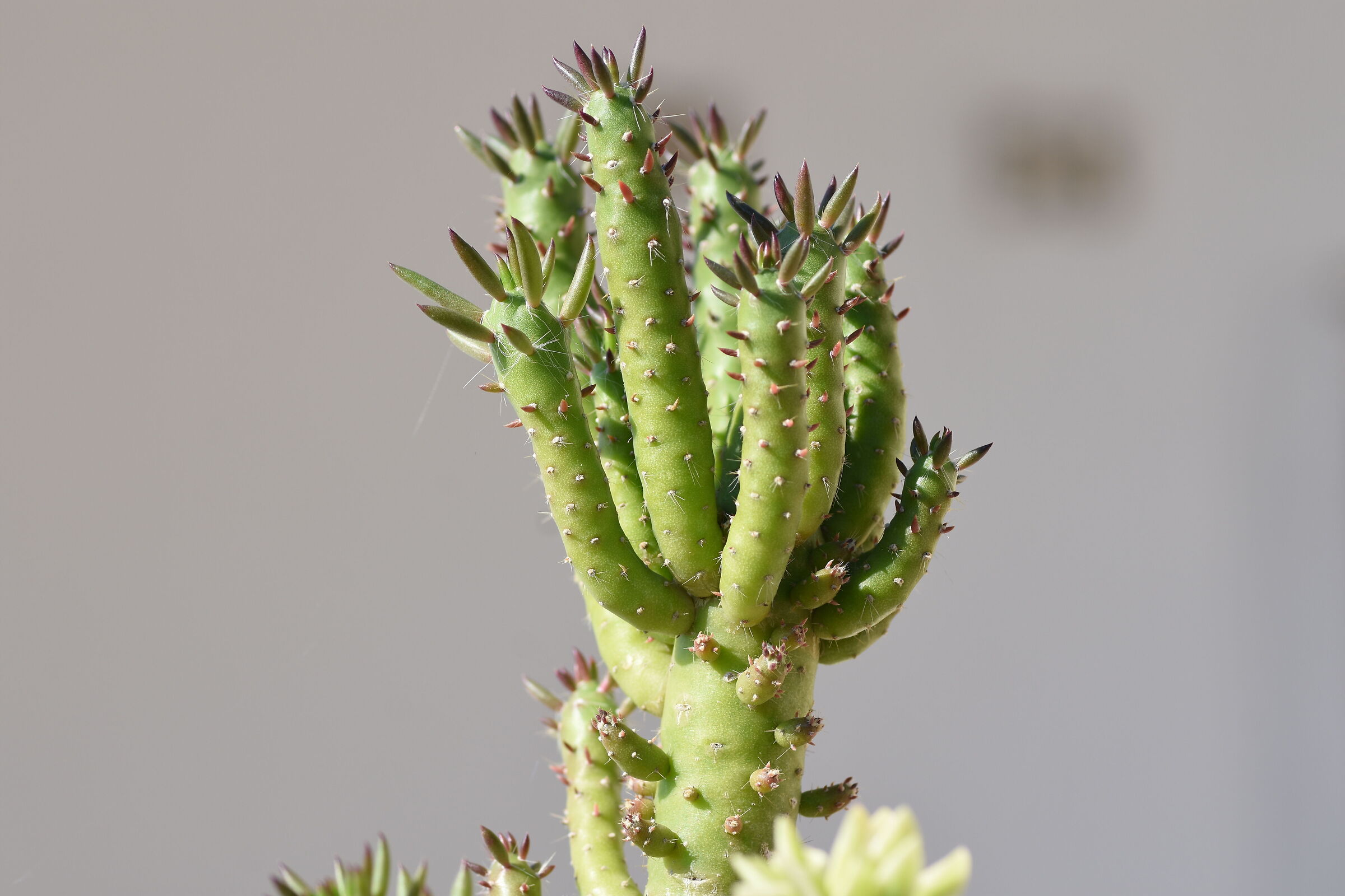 " Crop 150 " Tokina 100 F. 2.8 Atx-i - Nikon D 7200
