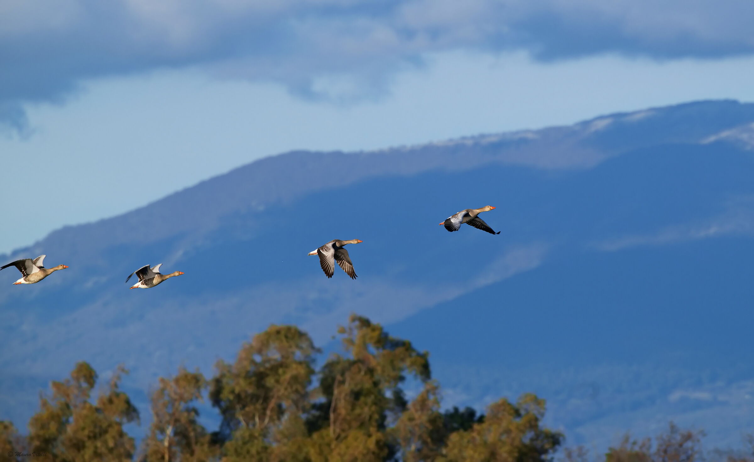 Wild geese (Anser anser)