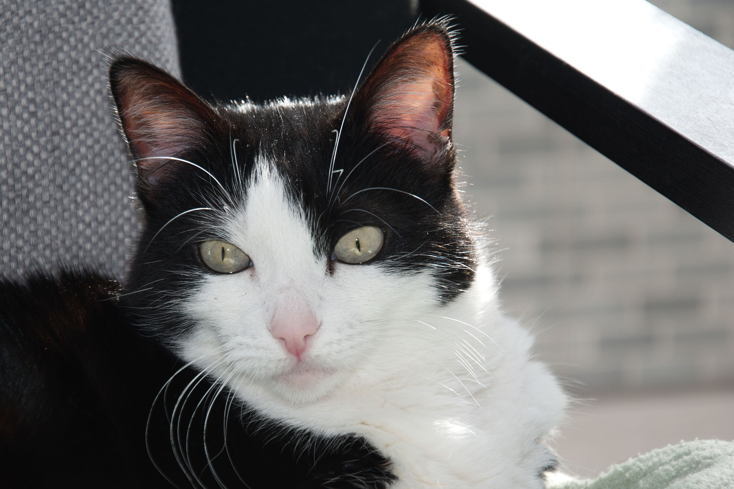 Milù ! ISO 200 - F5.6 1/125sec Nikon 18/105 lens