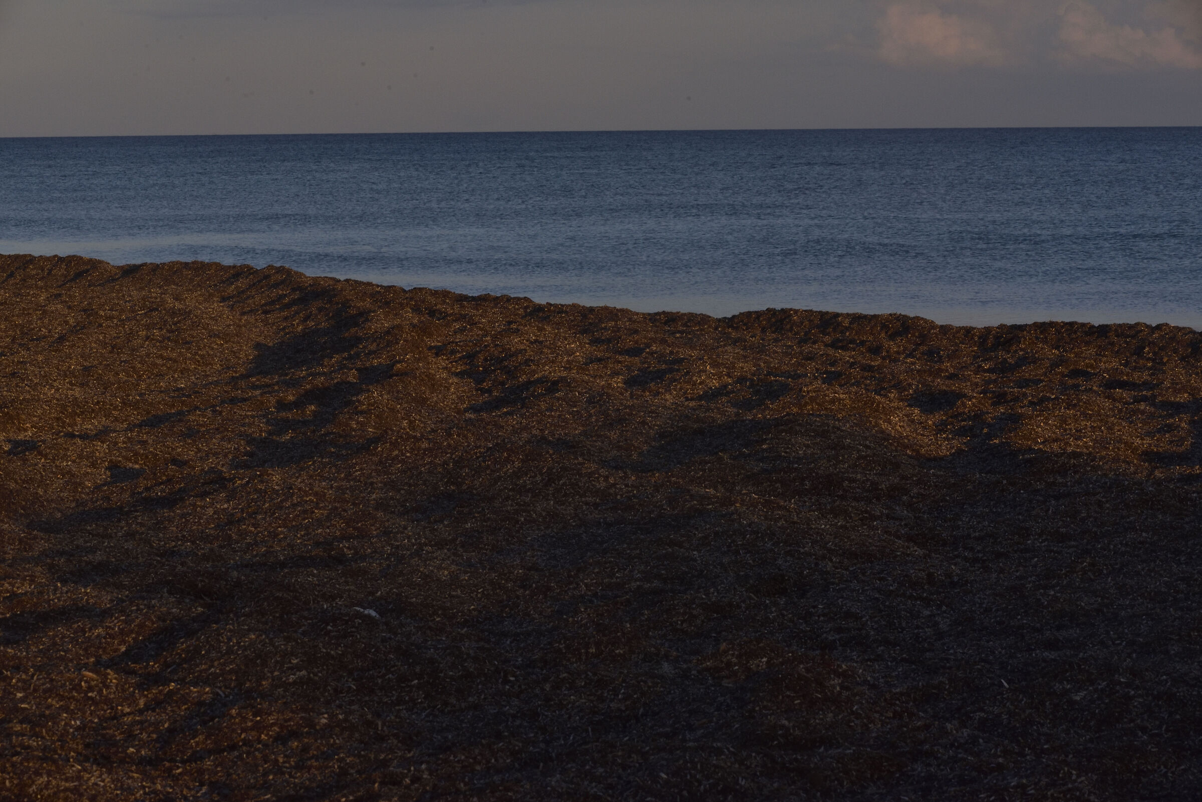 Mare