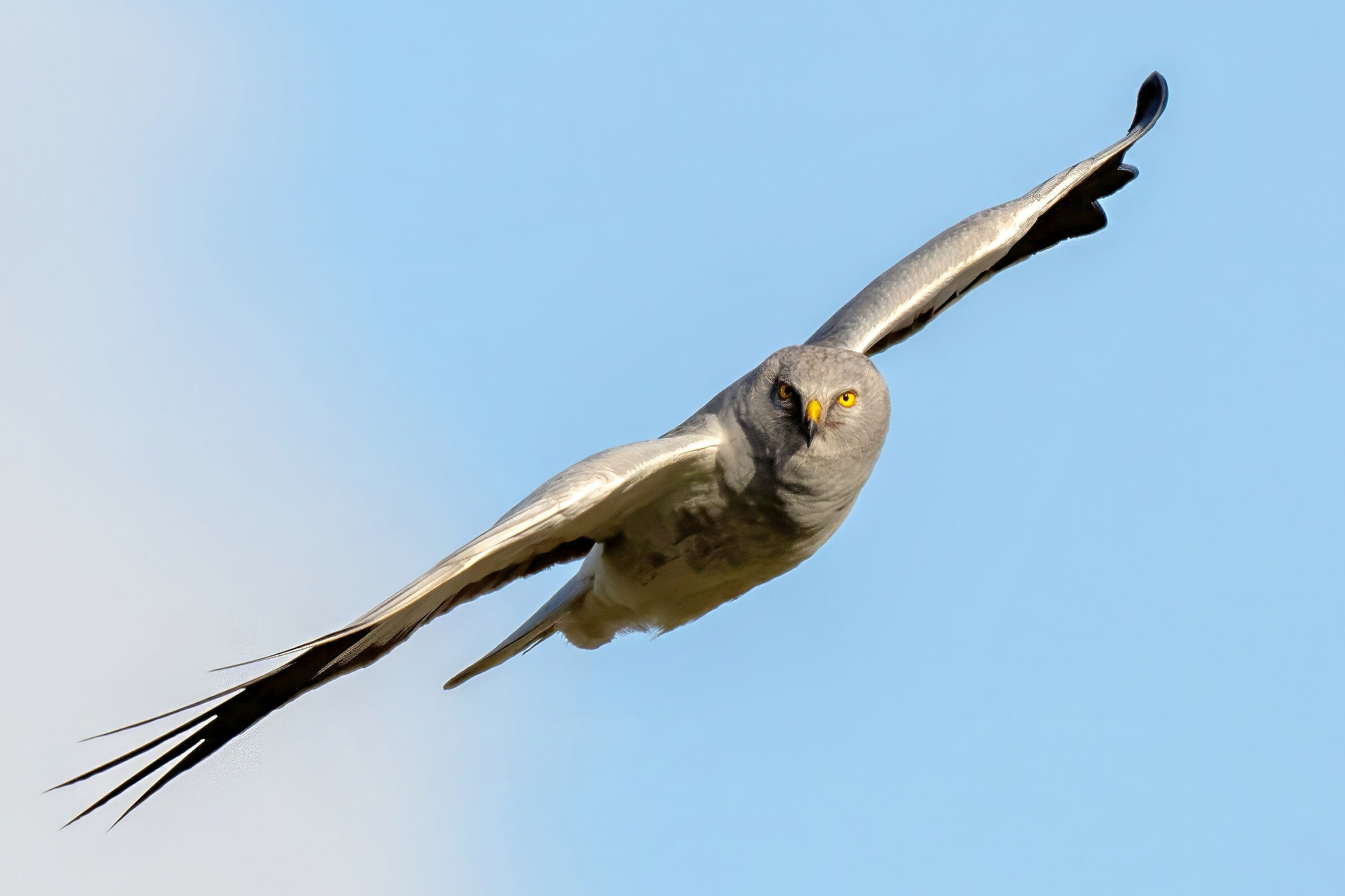 Hen Harrier (Circus cyaneus)