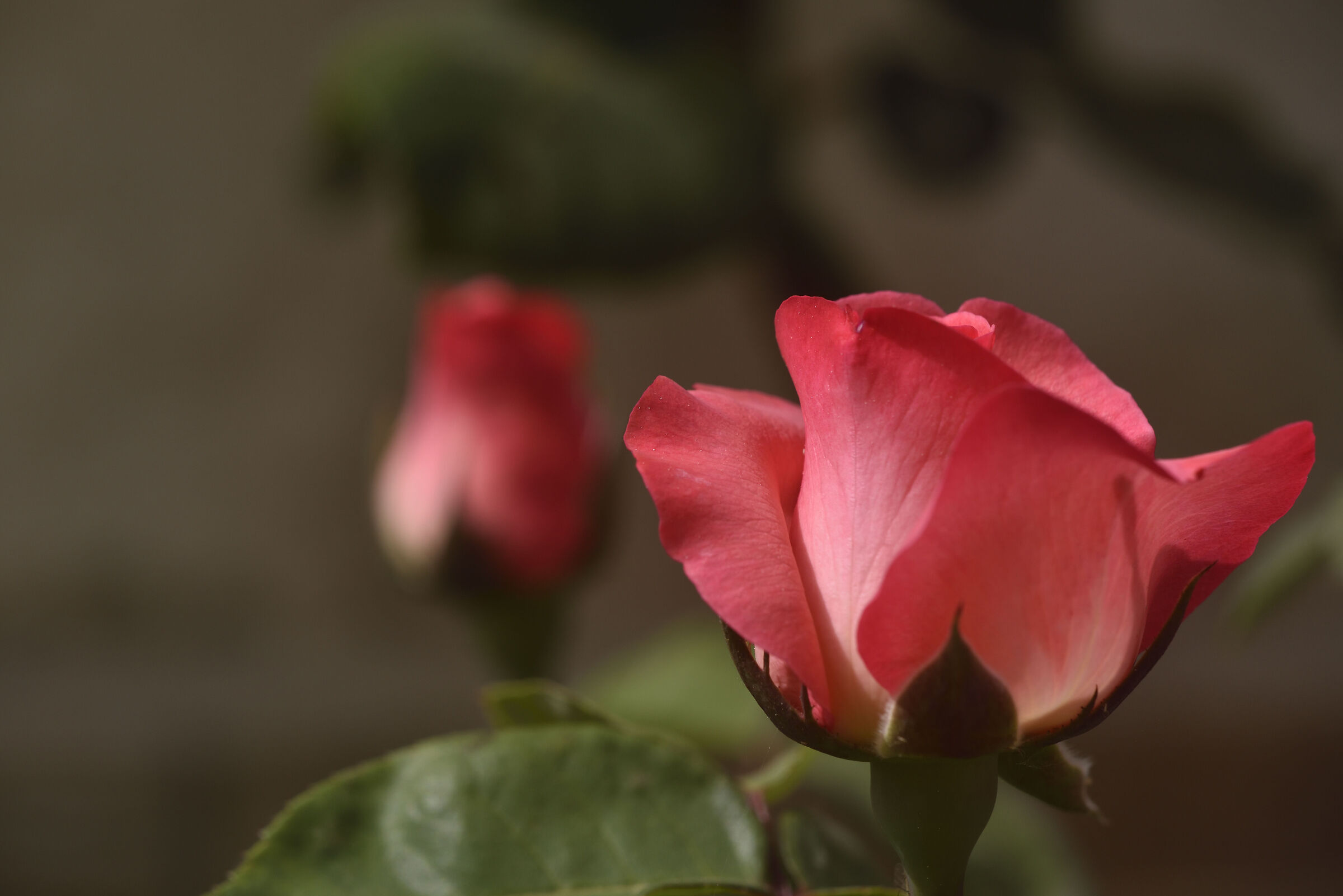 Rosa