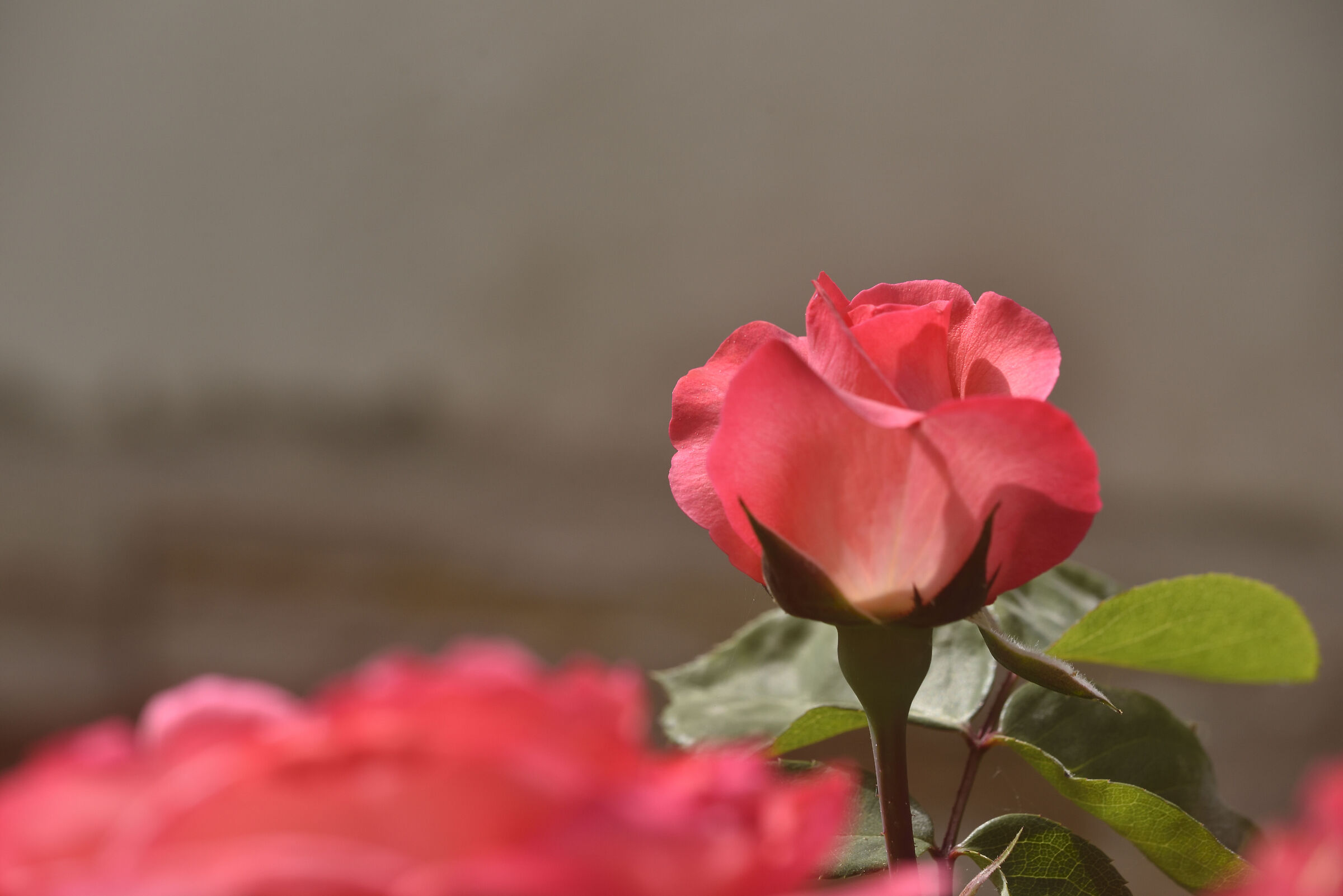 Rosa