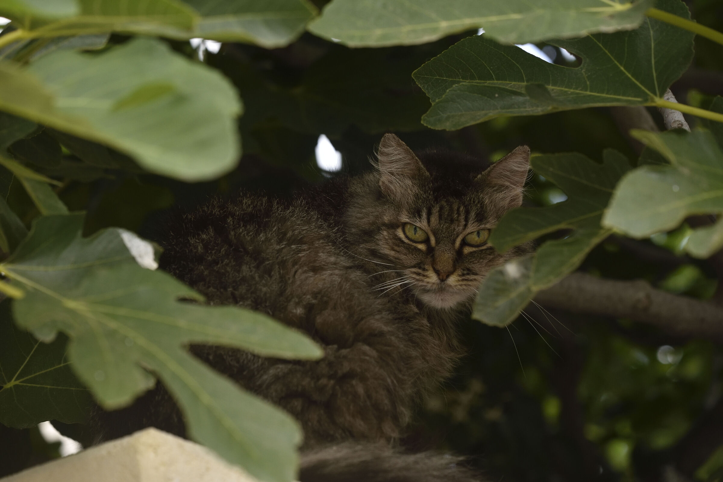 Gattino