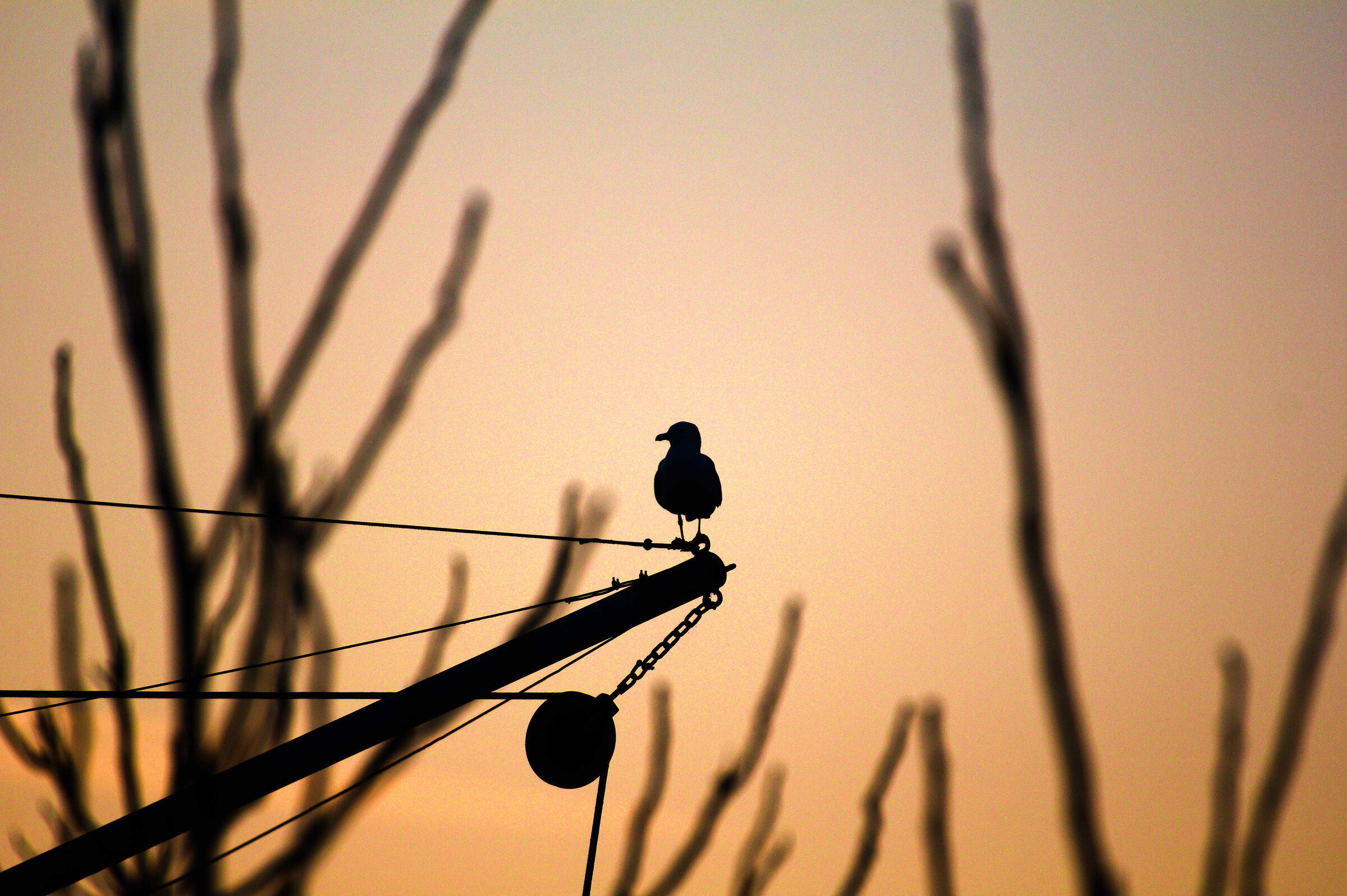 Silhouette