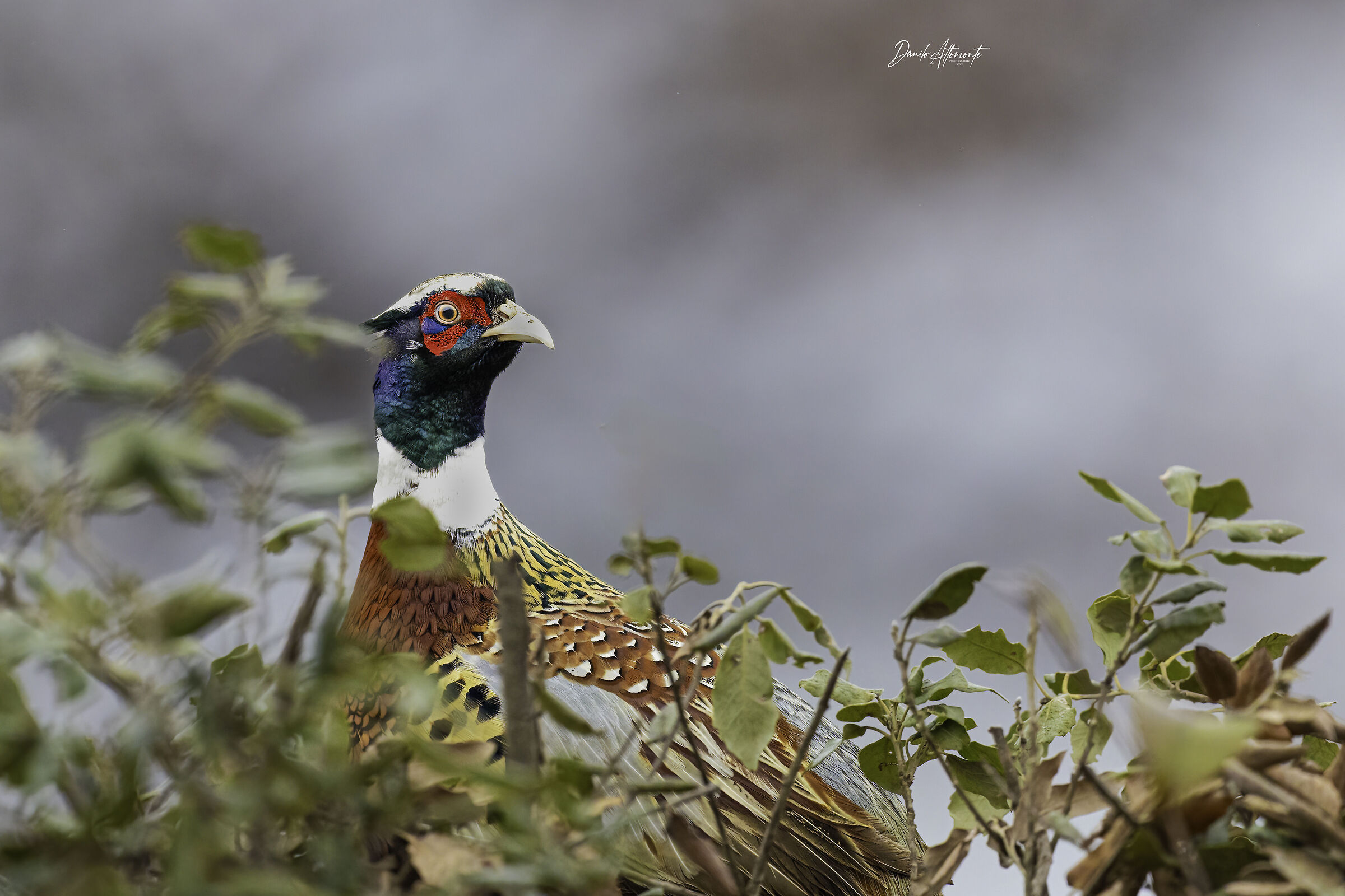 Pheasant