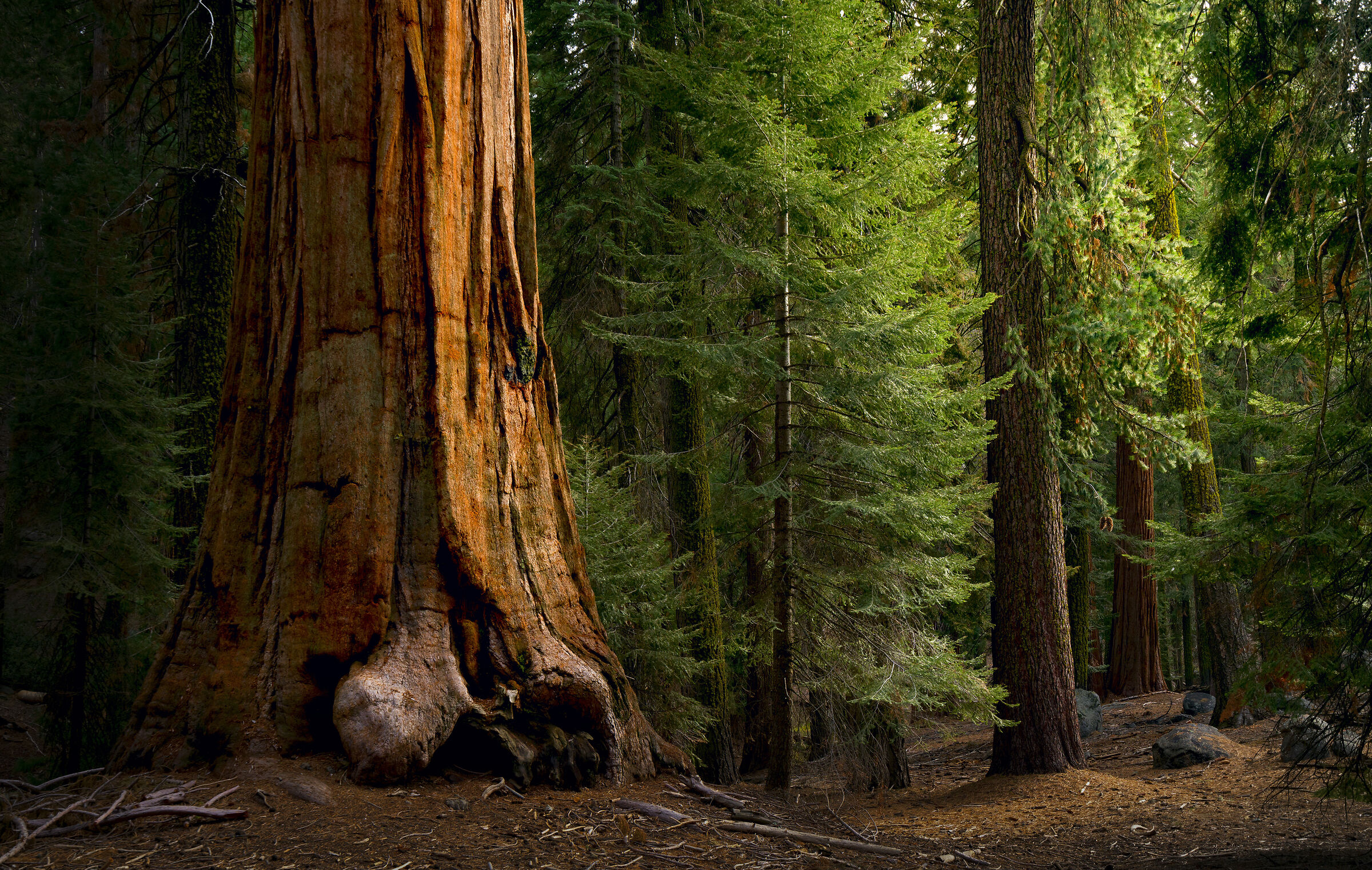 Sequoia National Park