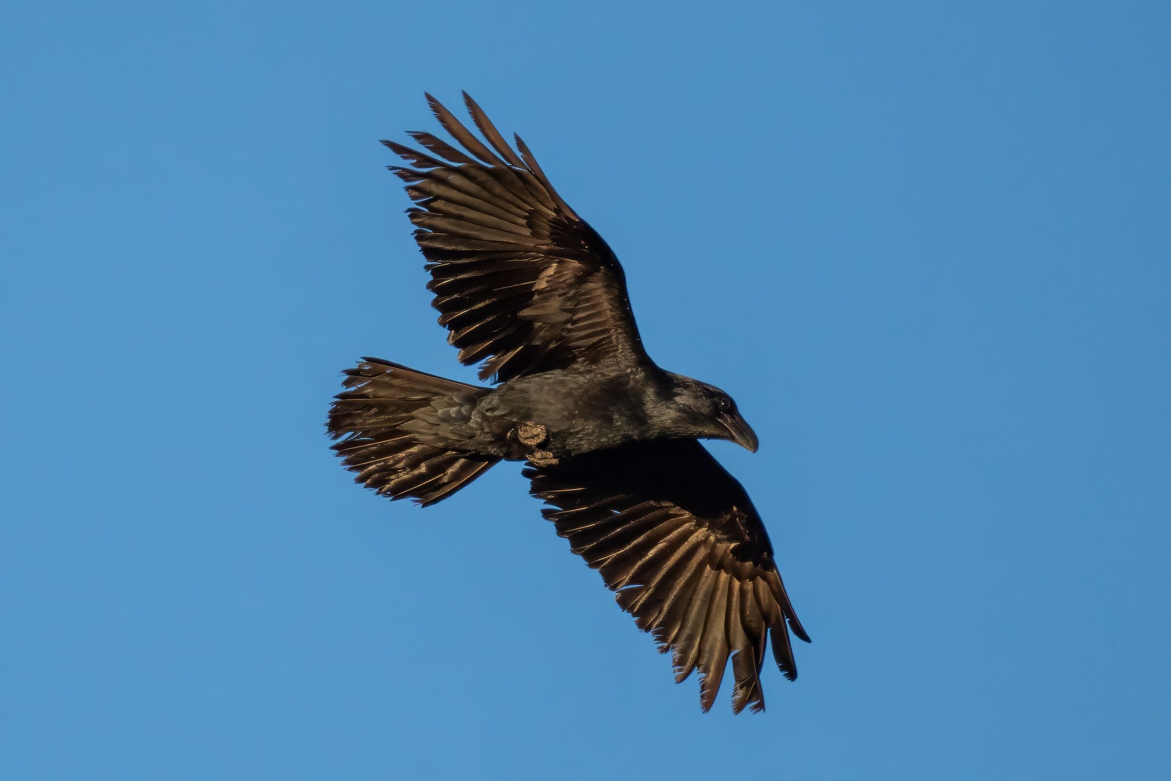 Corvo imperiale (Corvus corax)