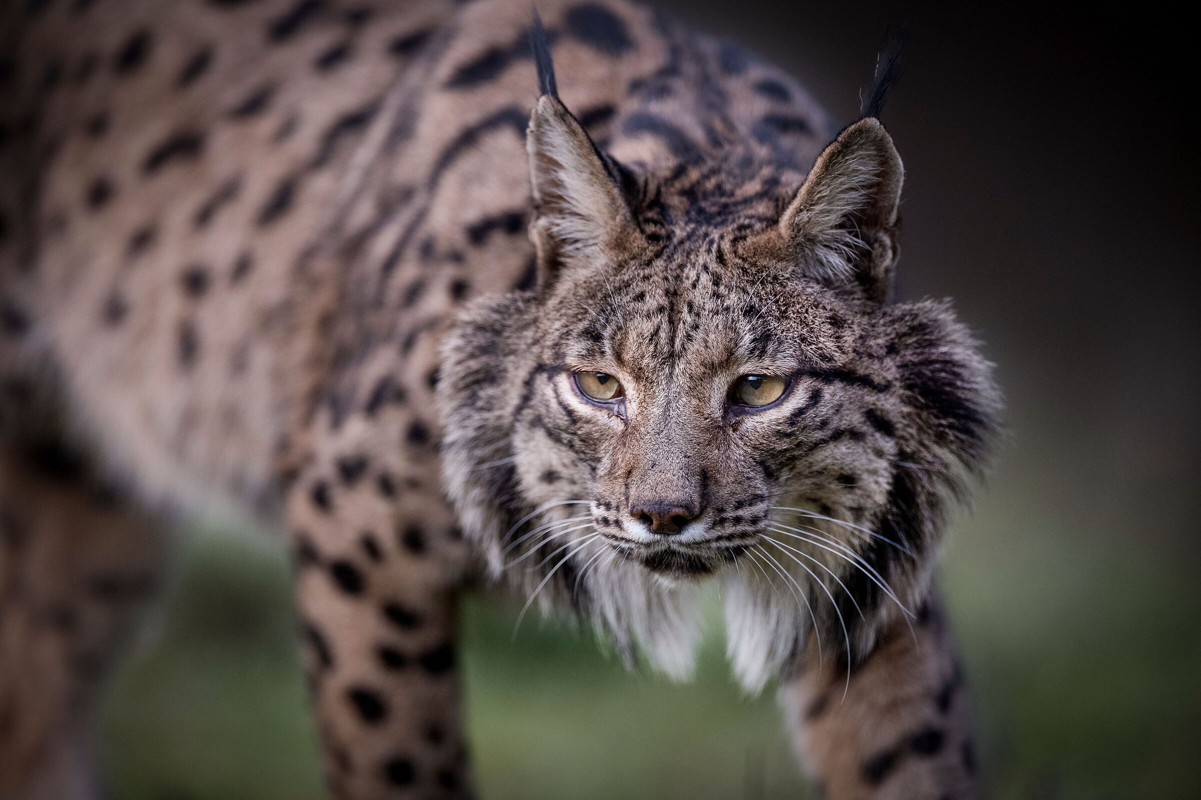 Iberian Lynx
