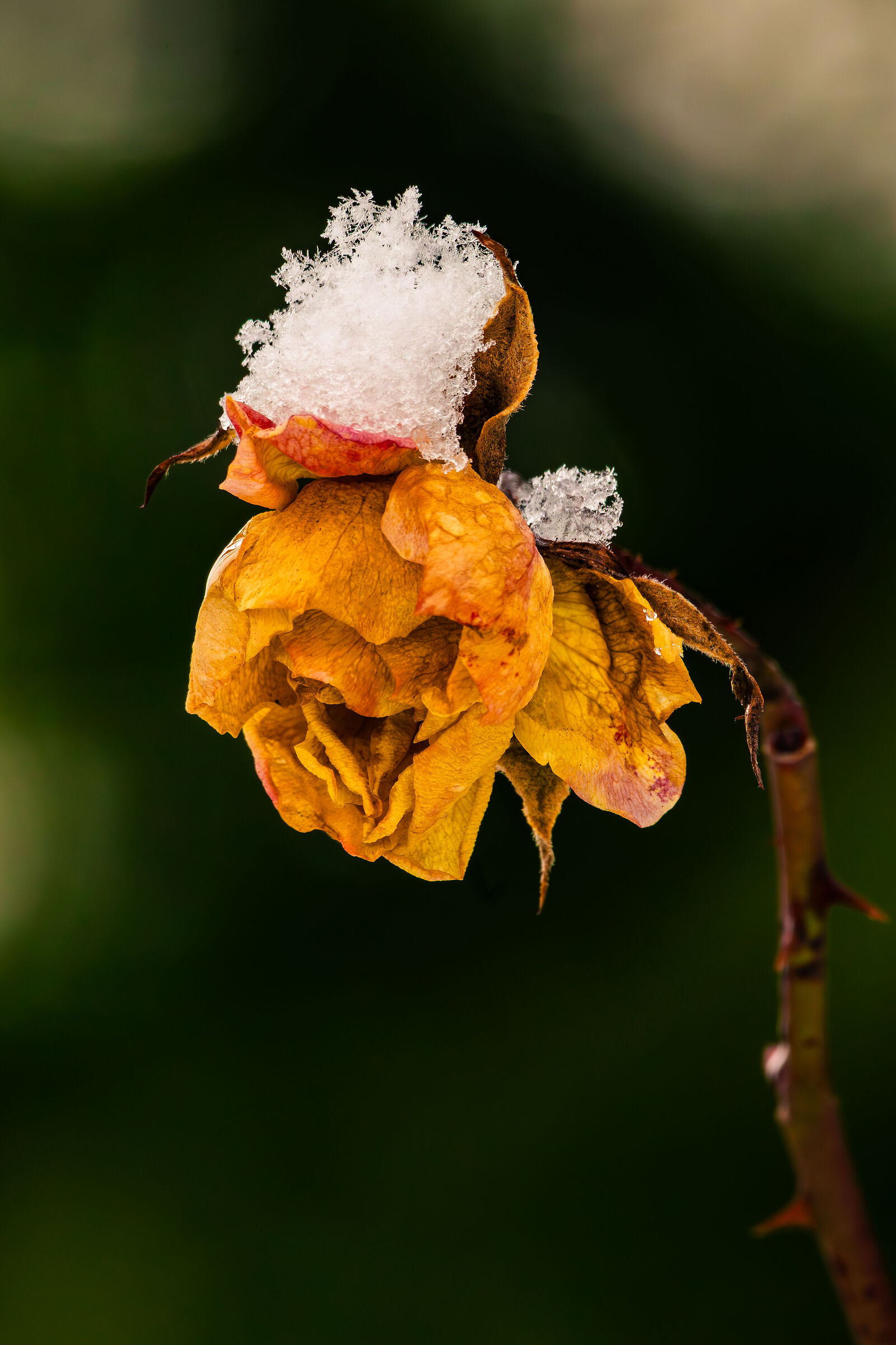 Ultima rosa