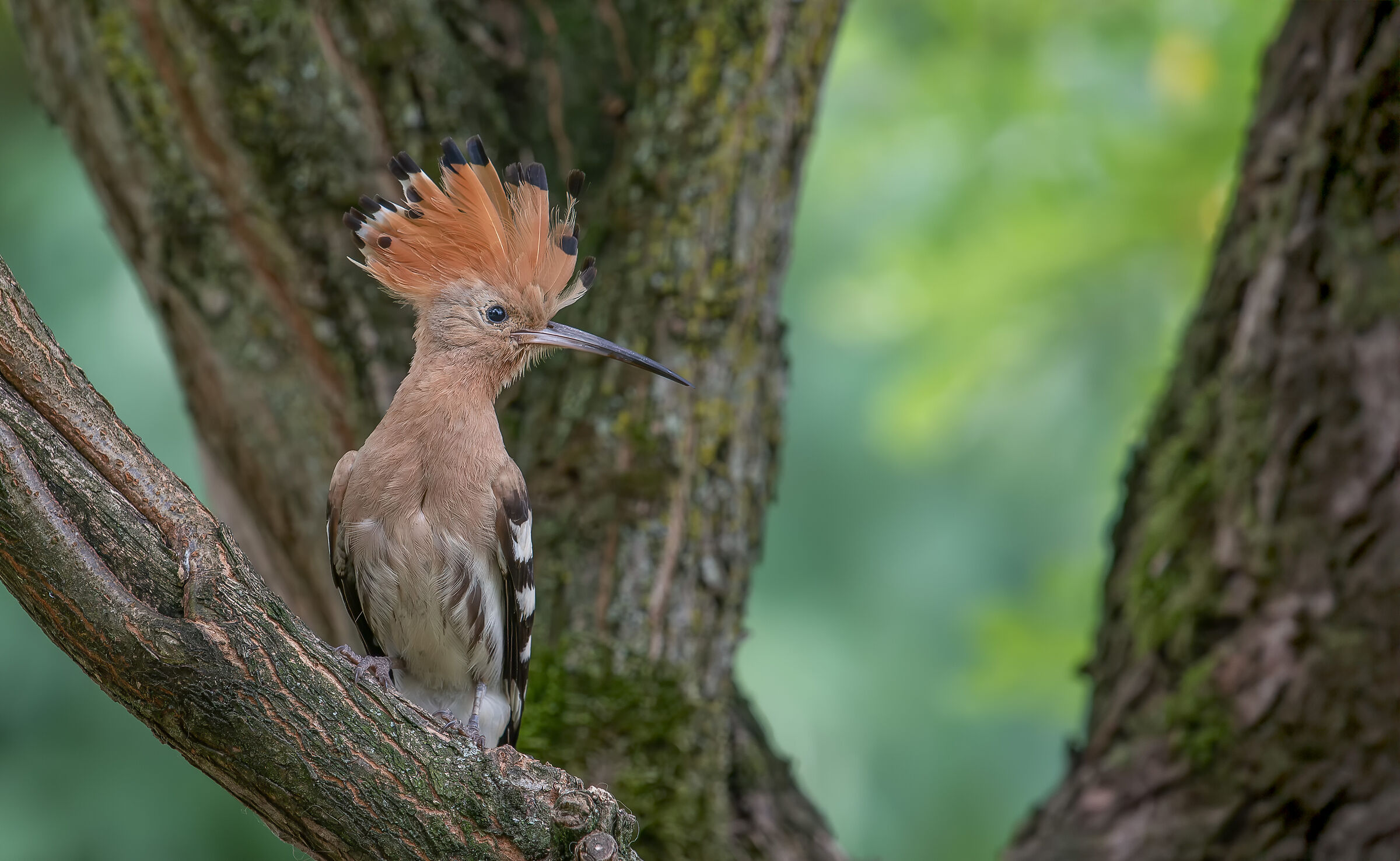 Hoopoe