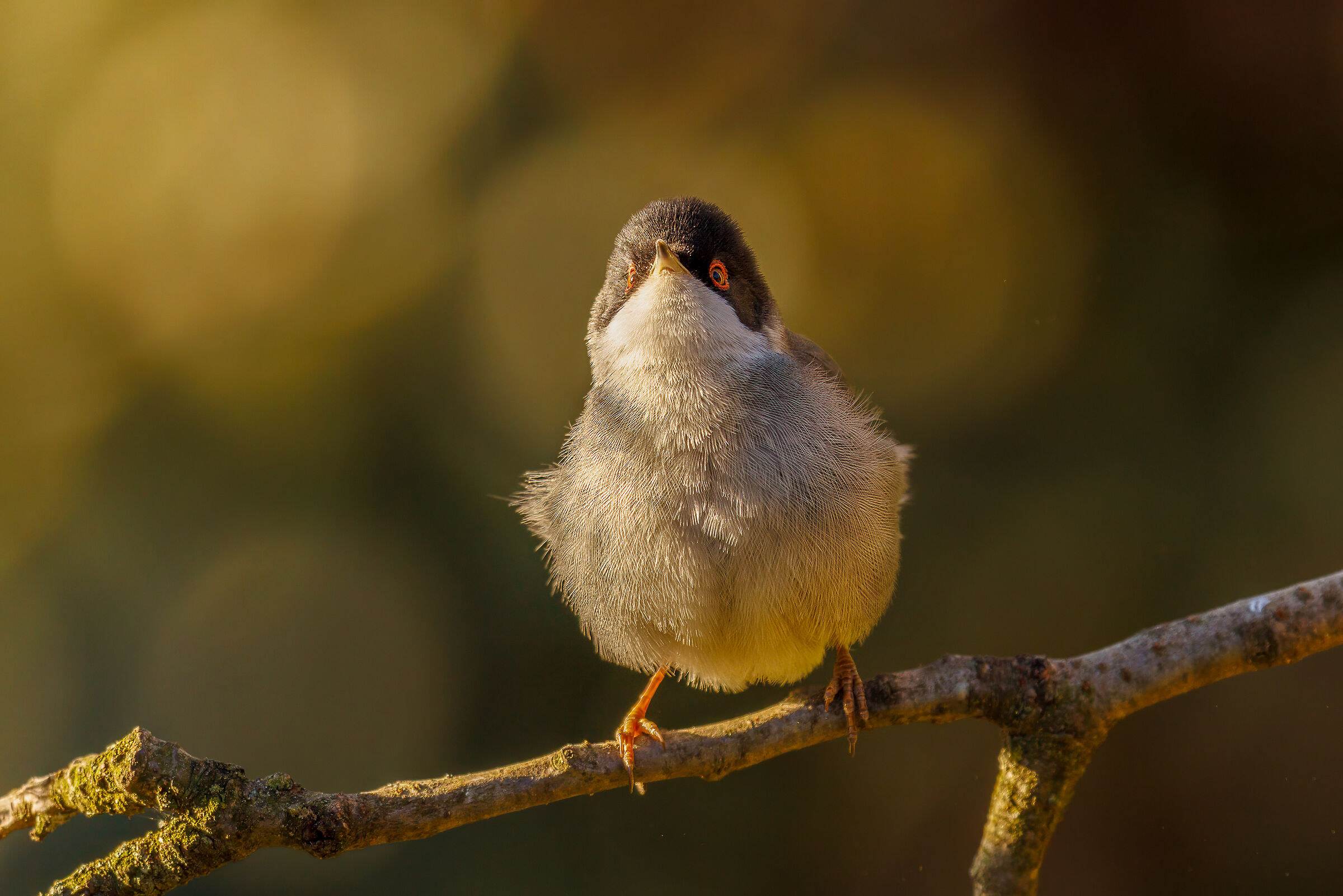 Male Warbler
