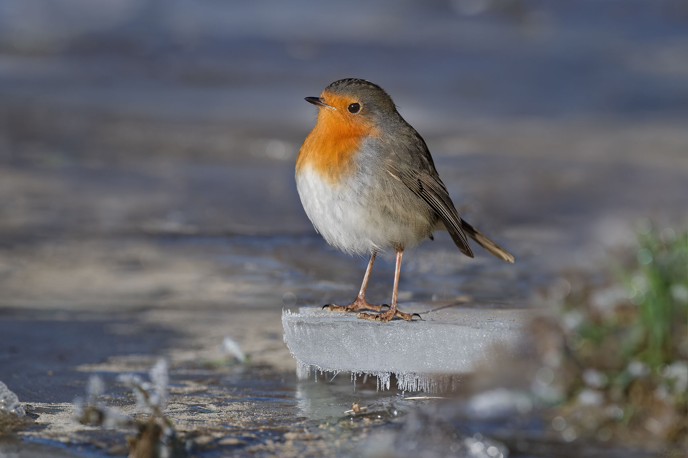 Pettirosso sul ghiaccio