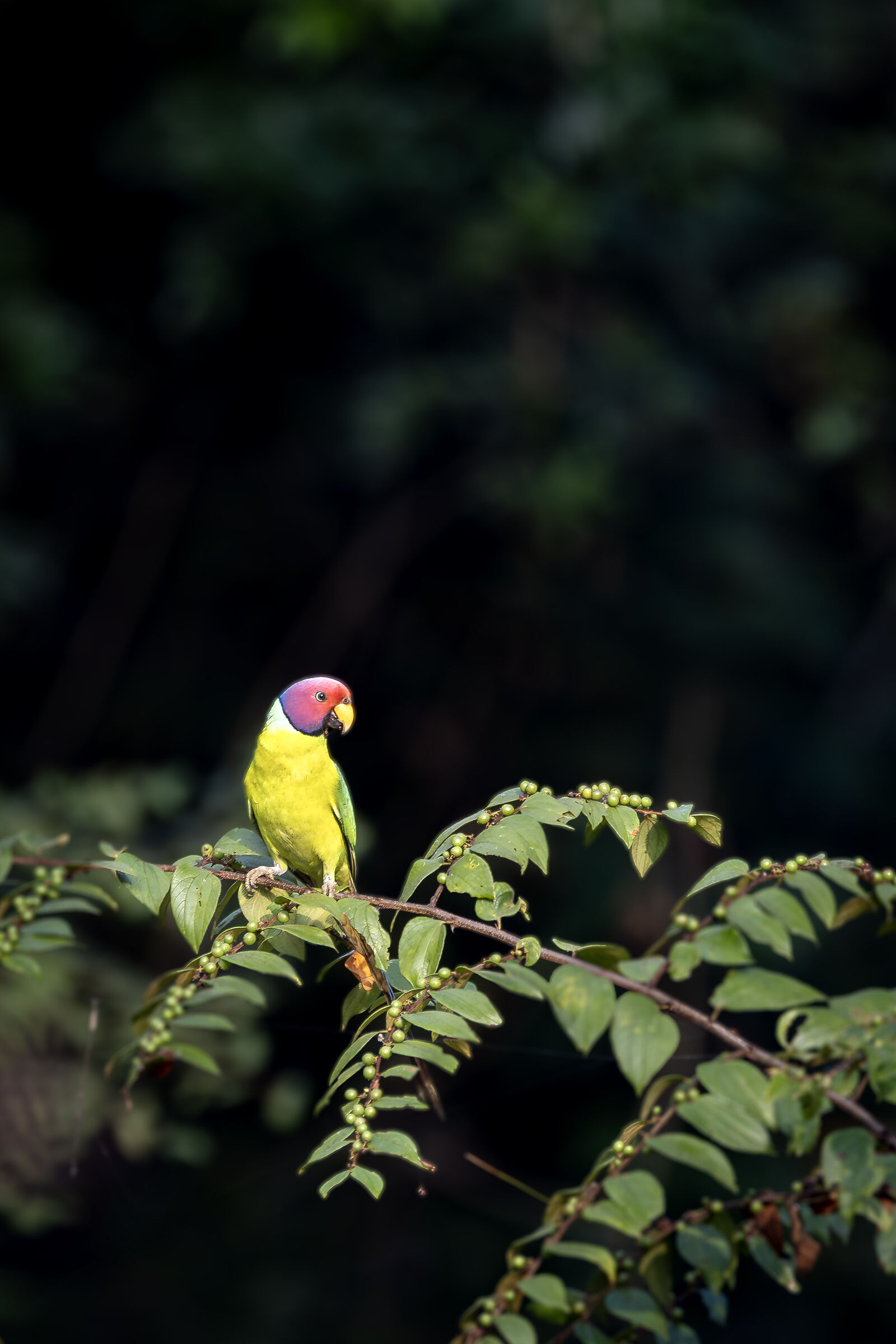 Plum-headed parakeet
