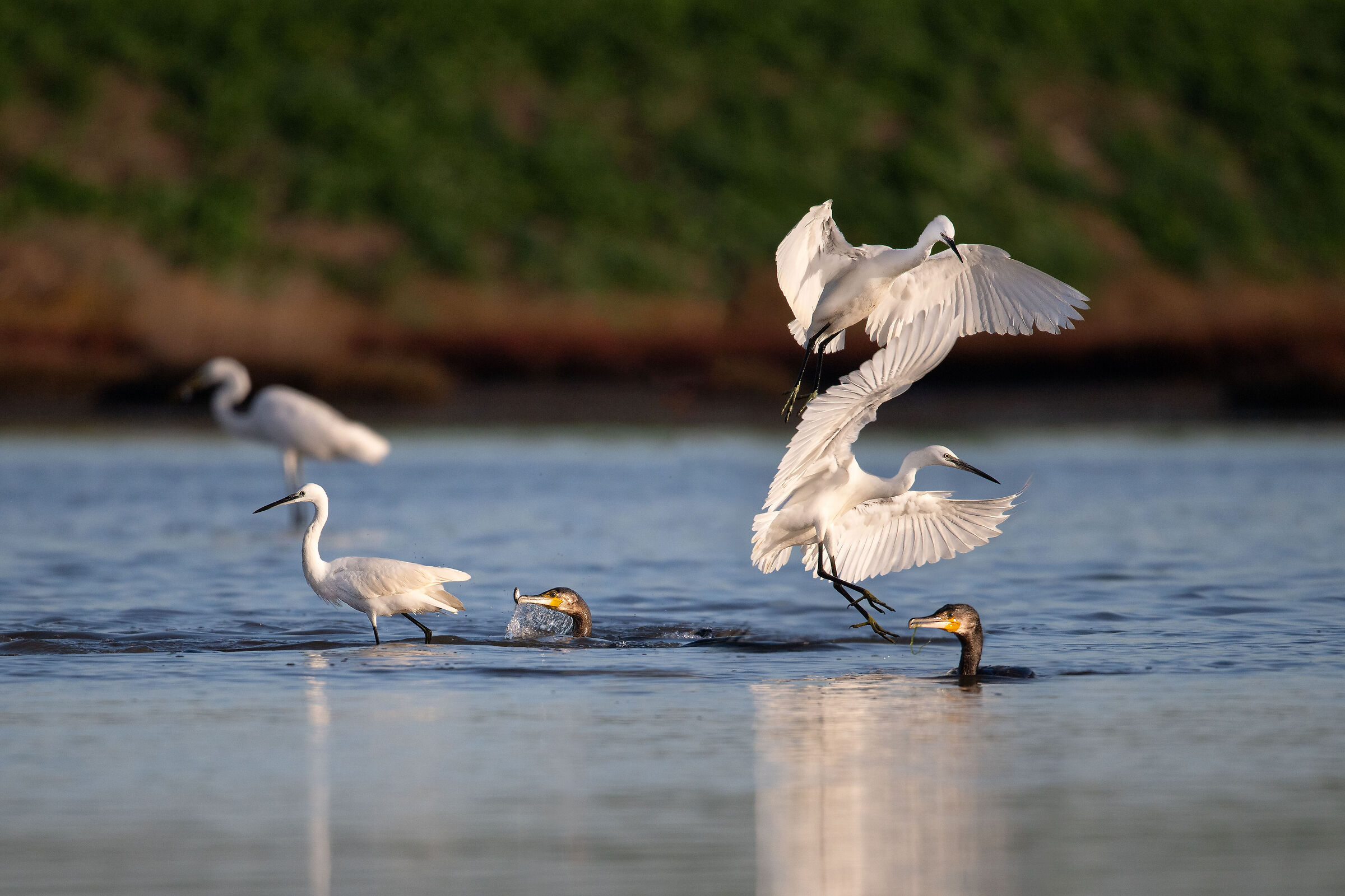 There is life in the marshes