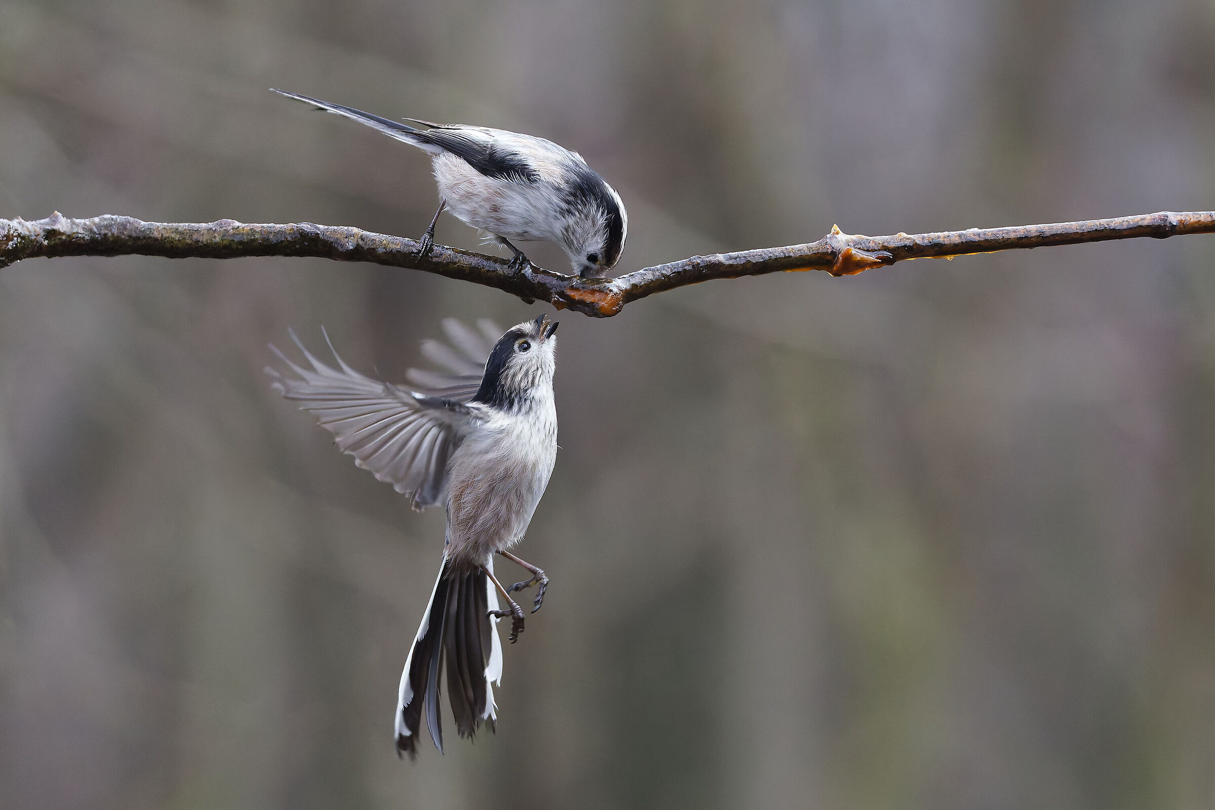 Small wings