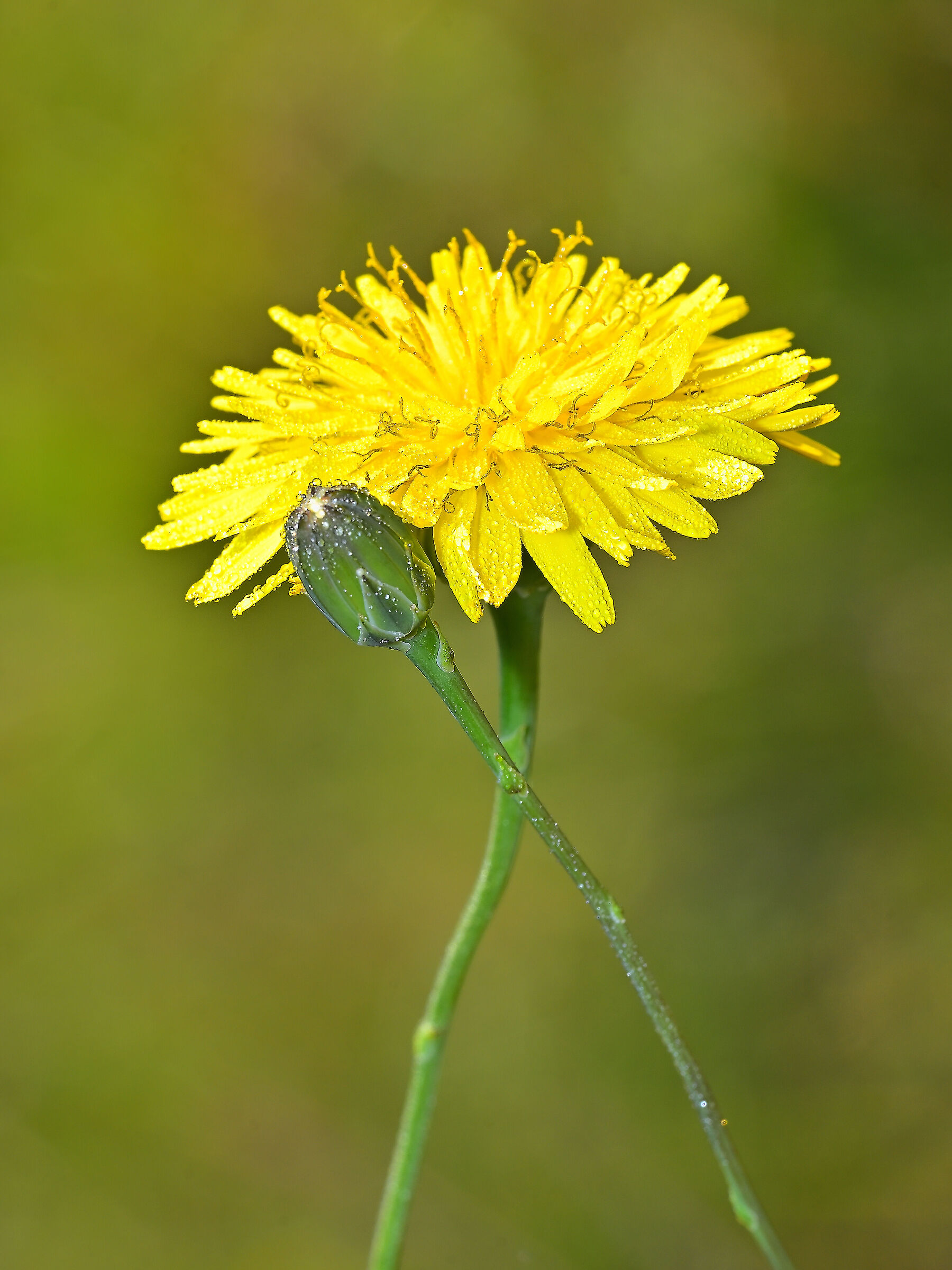 Dandelion