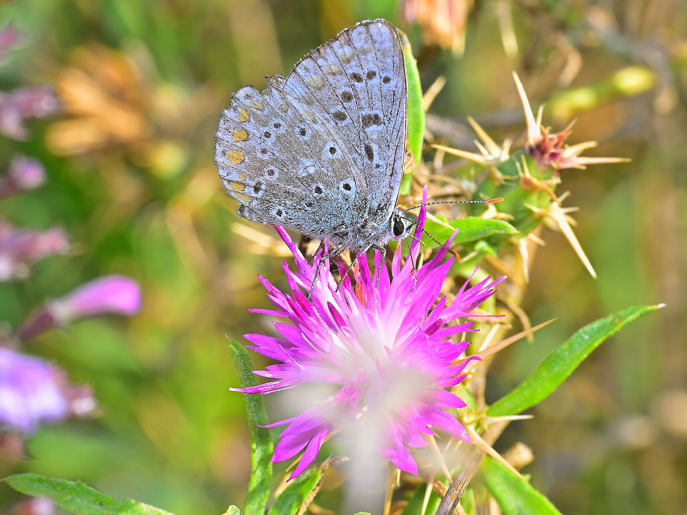 Polyommatus icarus