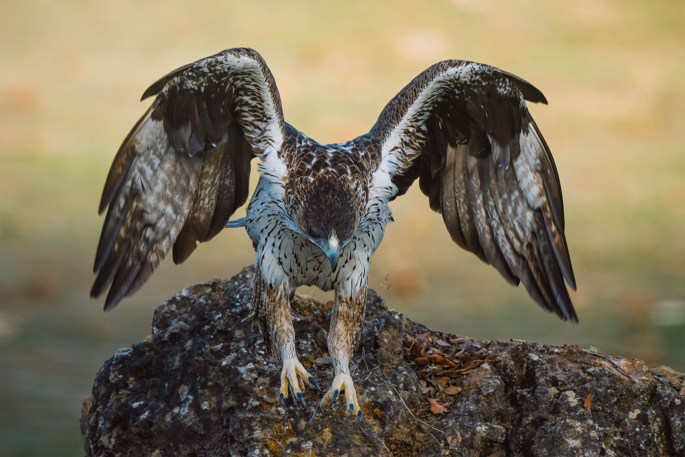 Bonelli