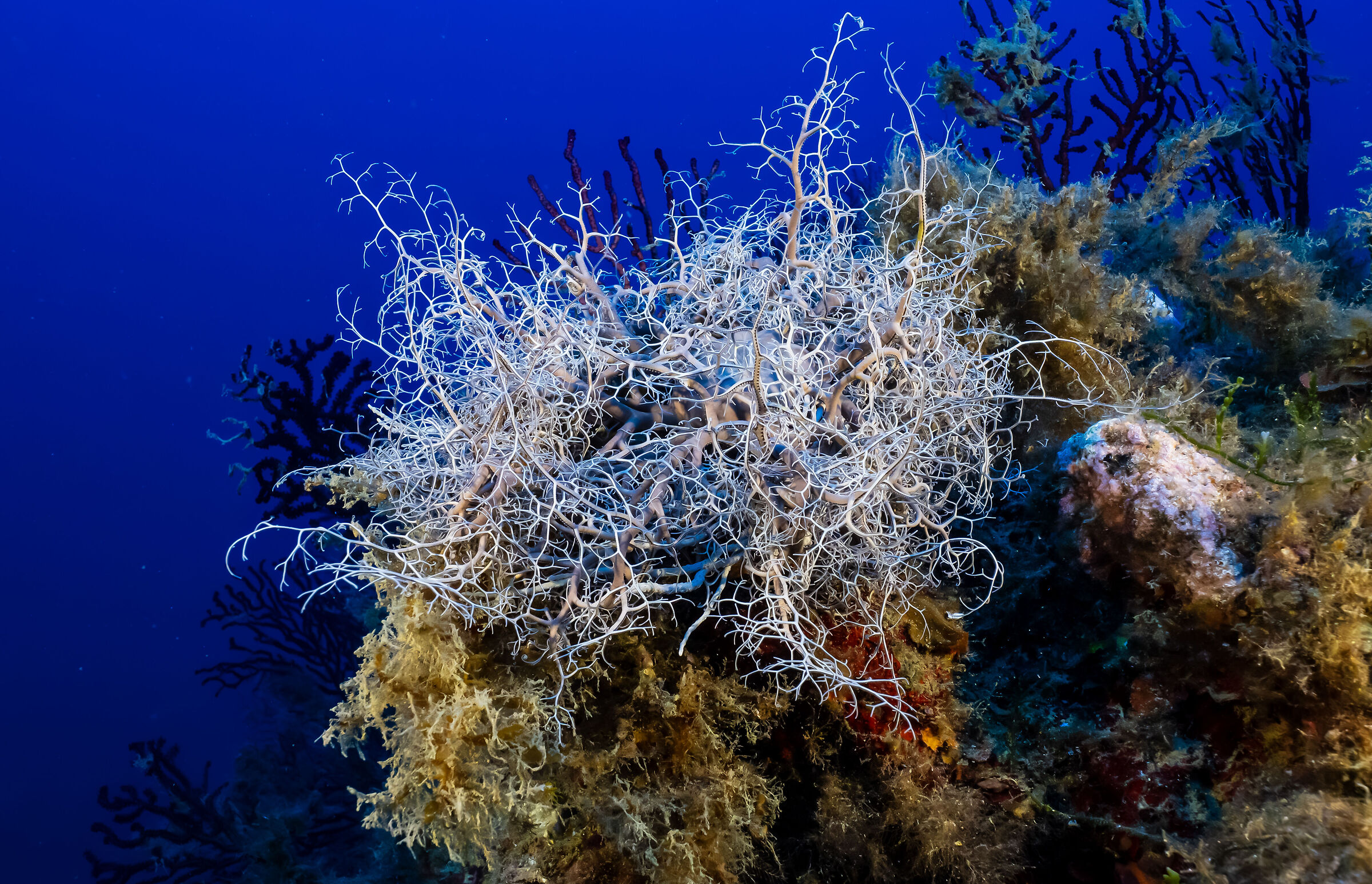 Stella Gorgone - Astrospartus mediterraneus