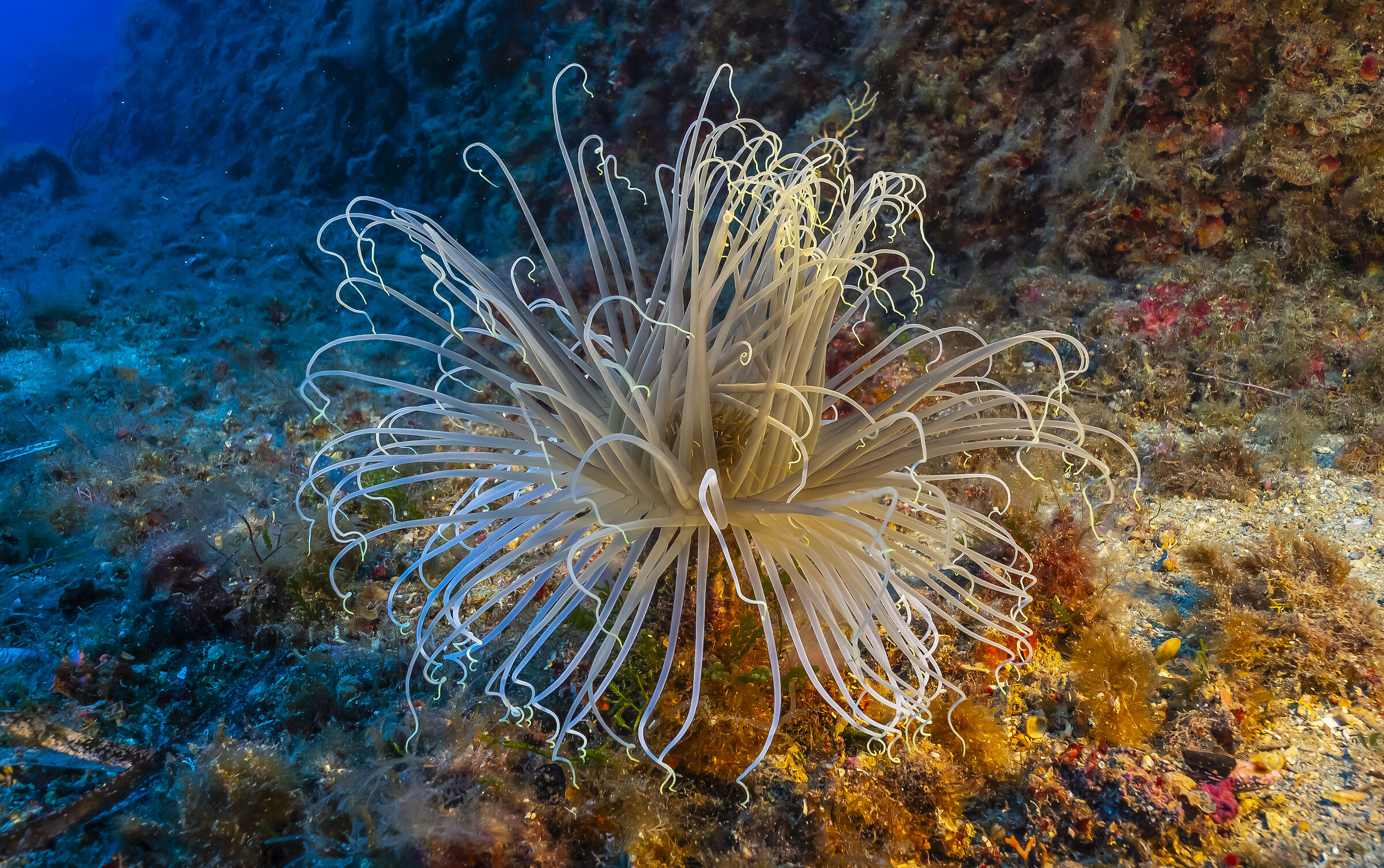 Anemone